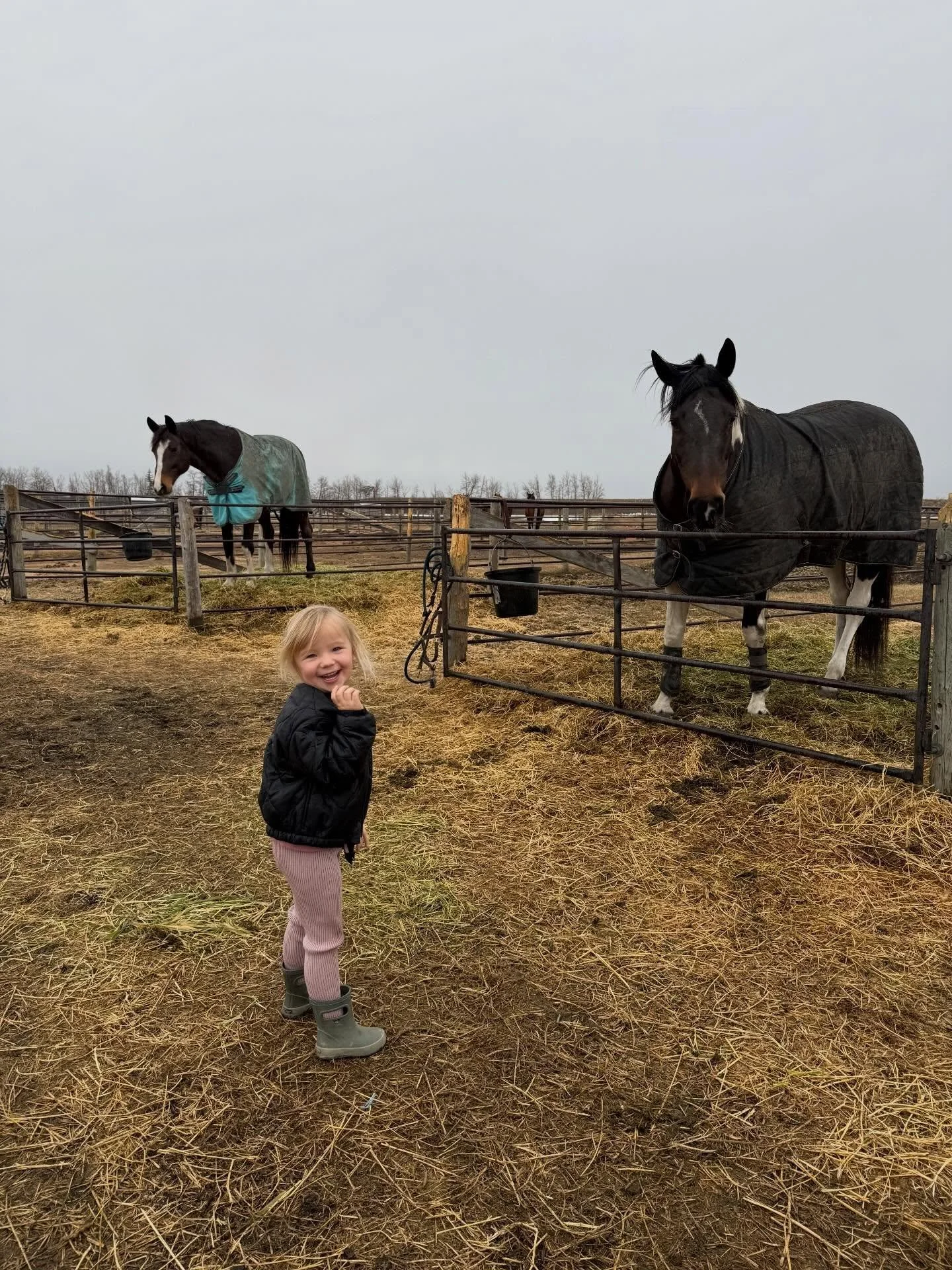 Did a family delivery to @milestone.farms and I think we may have started a *slight* obsession&hellip; but can you blame her??🐴

Quality Hay going to Quality Horses 🌾

#ToewsAndBale #Haybales #EquestrianLife #FarmGirl #Horses