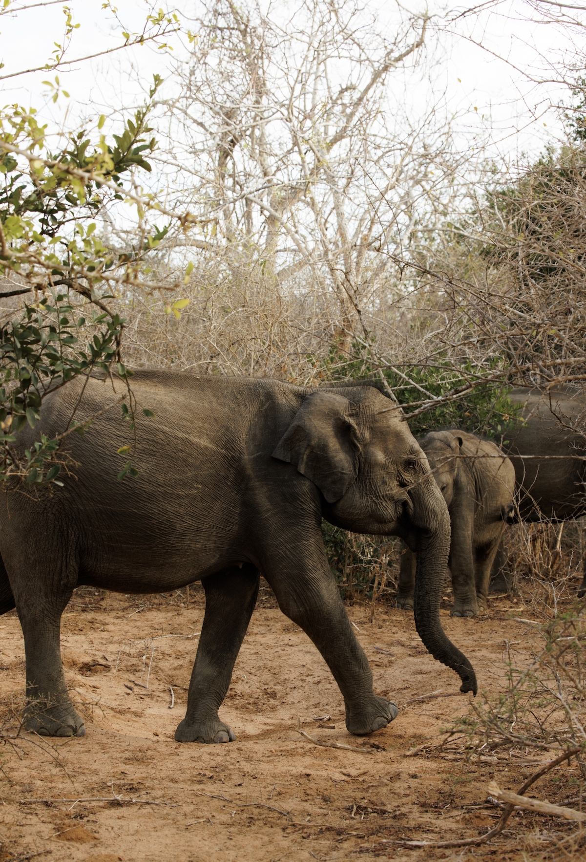 Group of elephants walking through dry, bushy landscape with leafless trees.