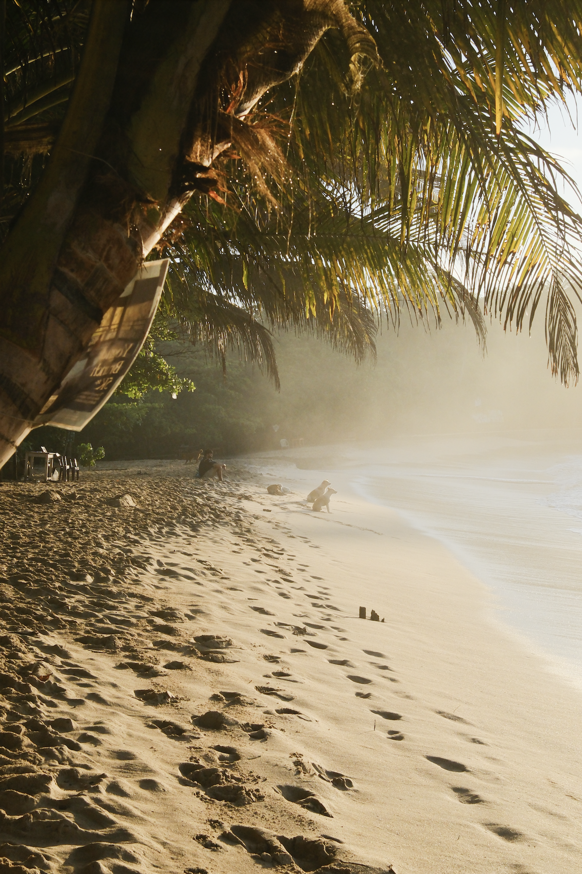 A sandy beach with footprints, a large palm tree in the foreground, and a few people sitting or squatting near the shoreline during sunrise or sunset.