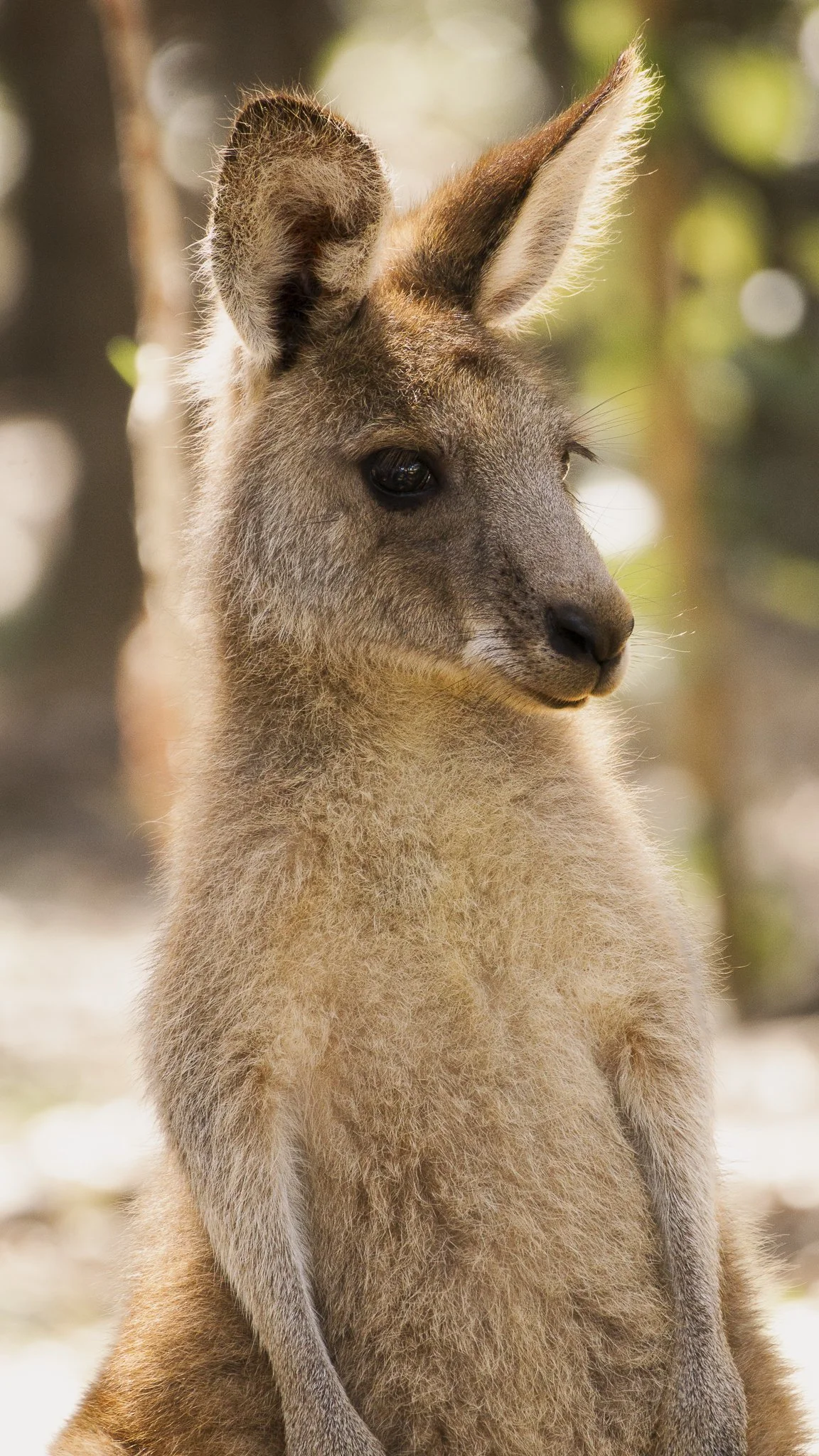 Kangaroo Shoot-18.jpg