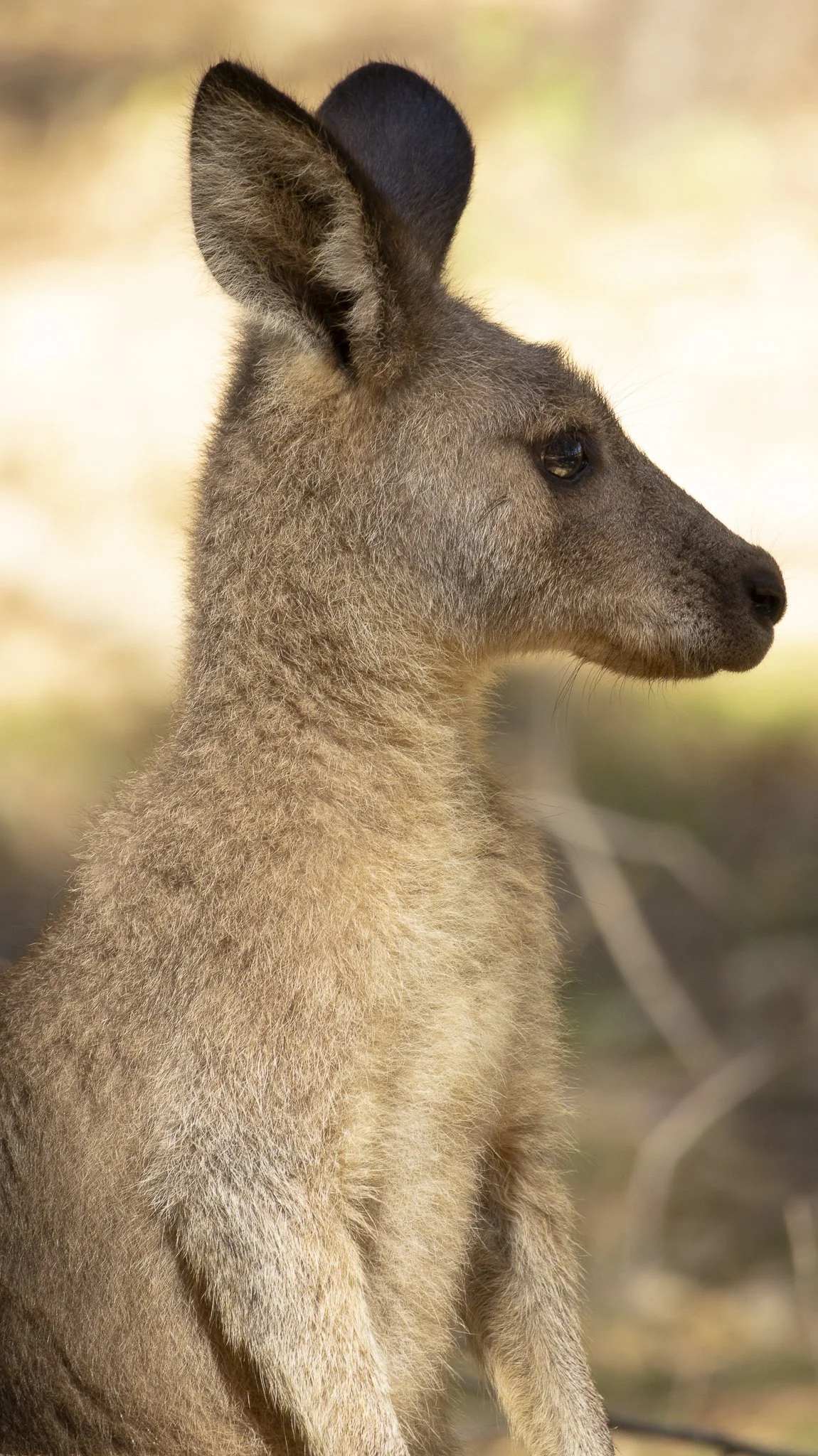 Kangaroo Shoot-15.jpg