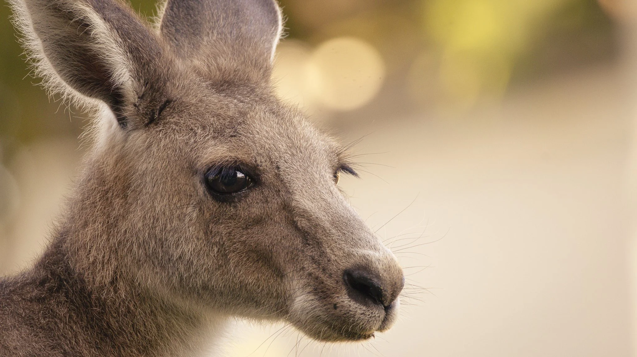 Kangaroo Shoot-20.jpg