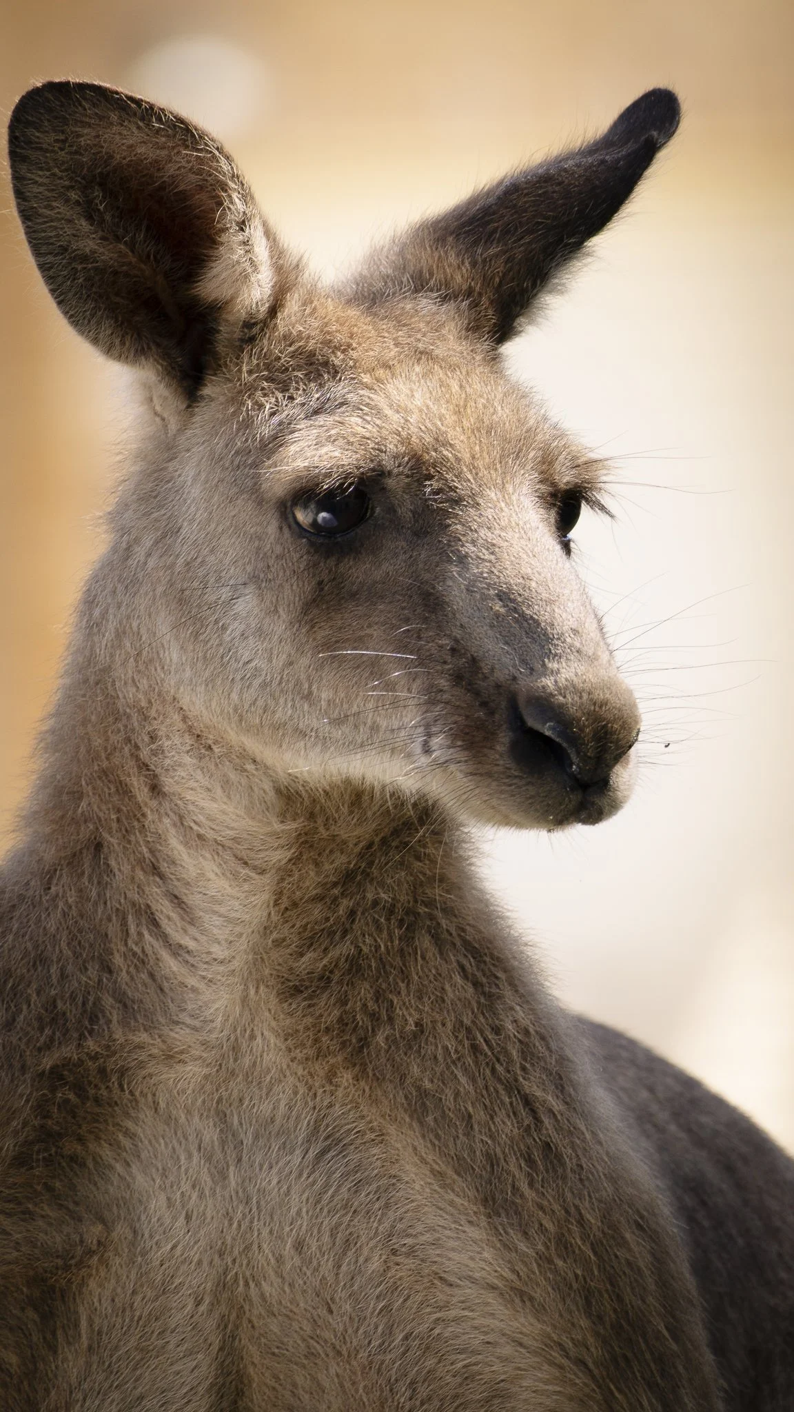 Kangaroo Shoot-21.jpg