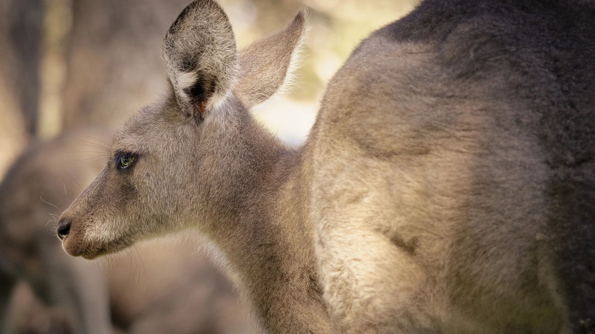 Kangaroo Shoot-19.jpg