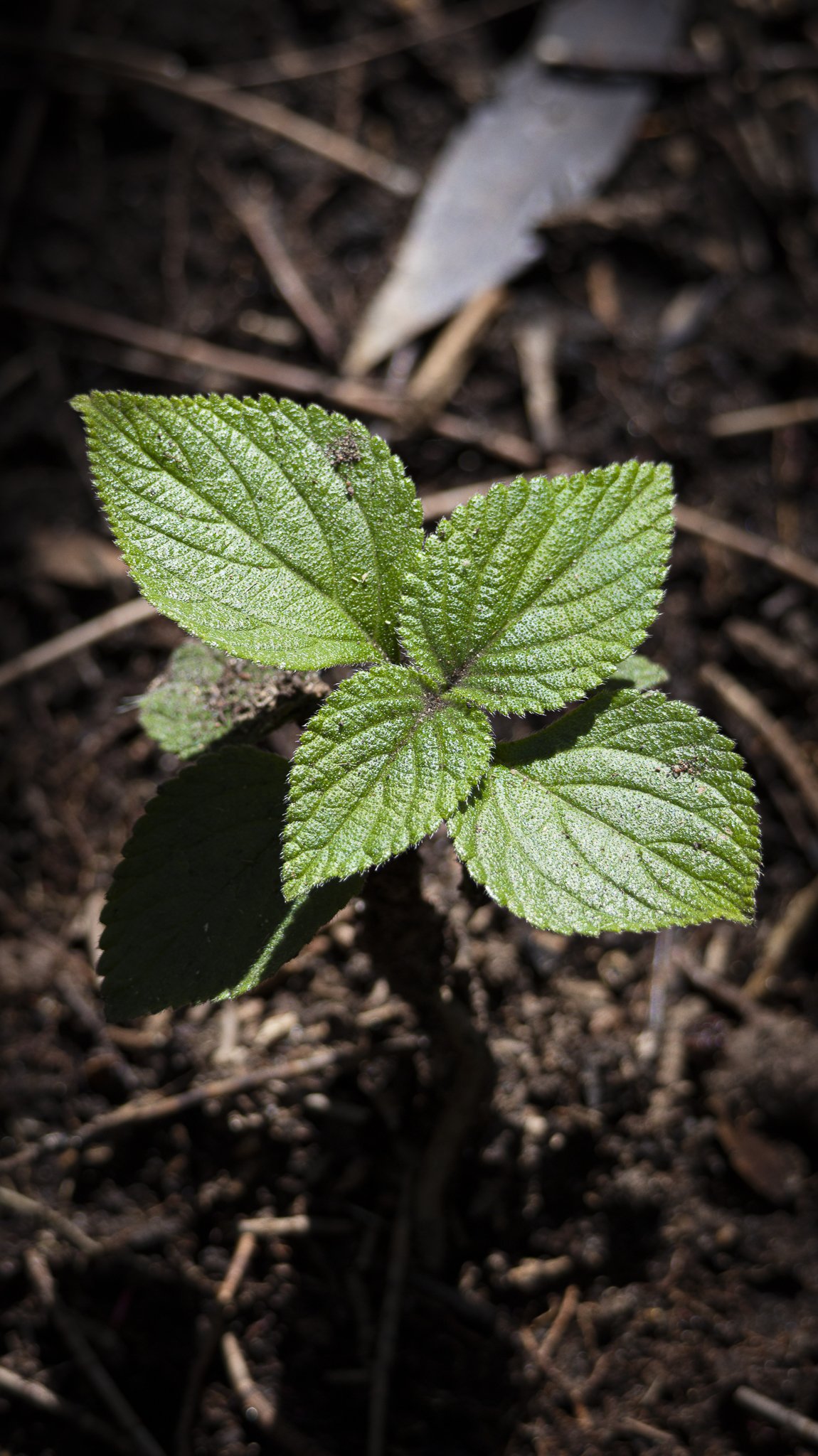 Kangaroo Shoot-16.jpg