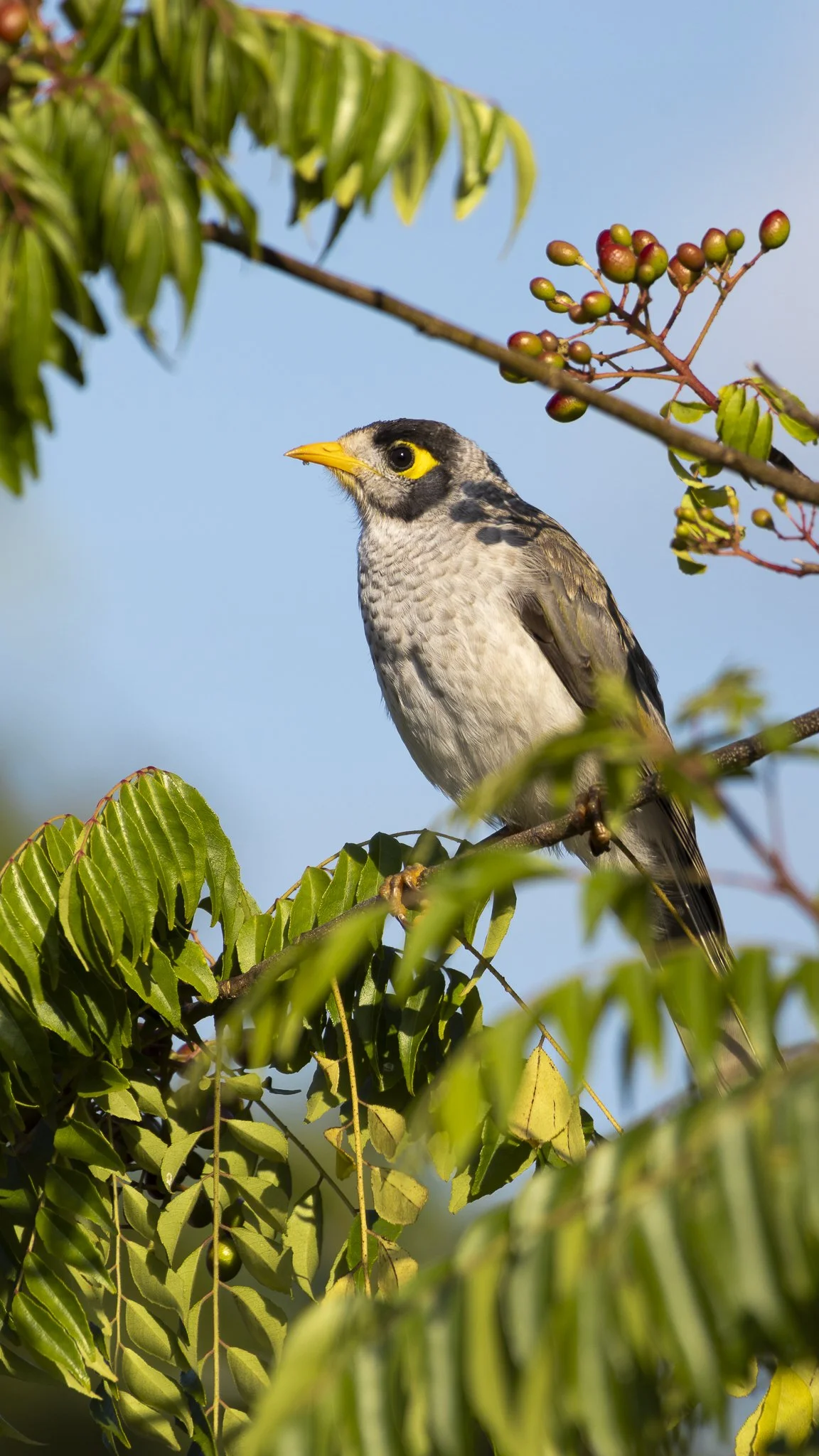 Kangaroo Shoot-17.jpg