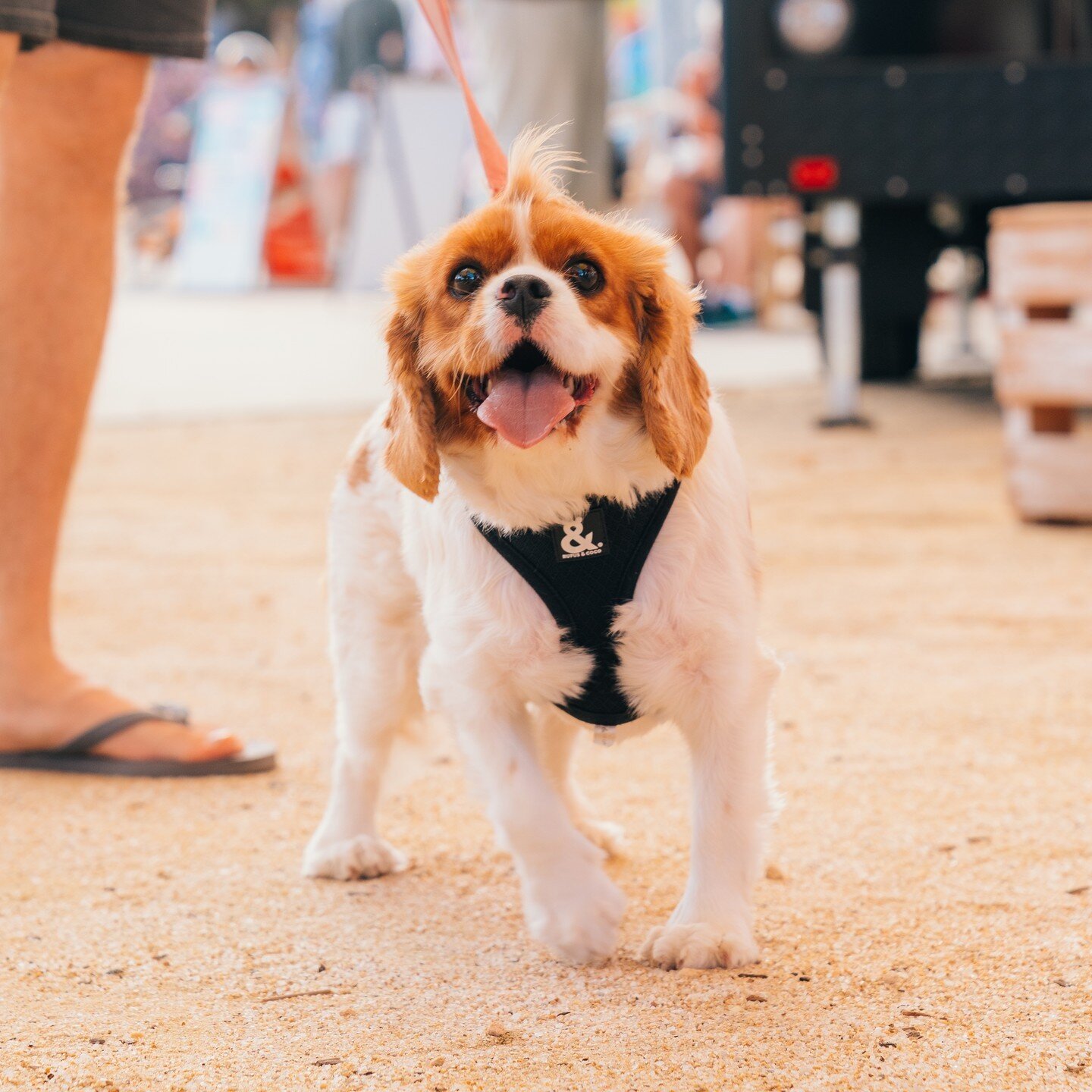 Smiles all round because we're beachside in Scarbs tomorrow from 3pm til 8pm 🐶 ⁠
⁠
Bring your mates, dates, doggos, family and everything in between! don't forget to BYO containers and do your part to ensure our markets are sustainable ♻️ ⁠
⁠
See yo