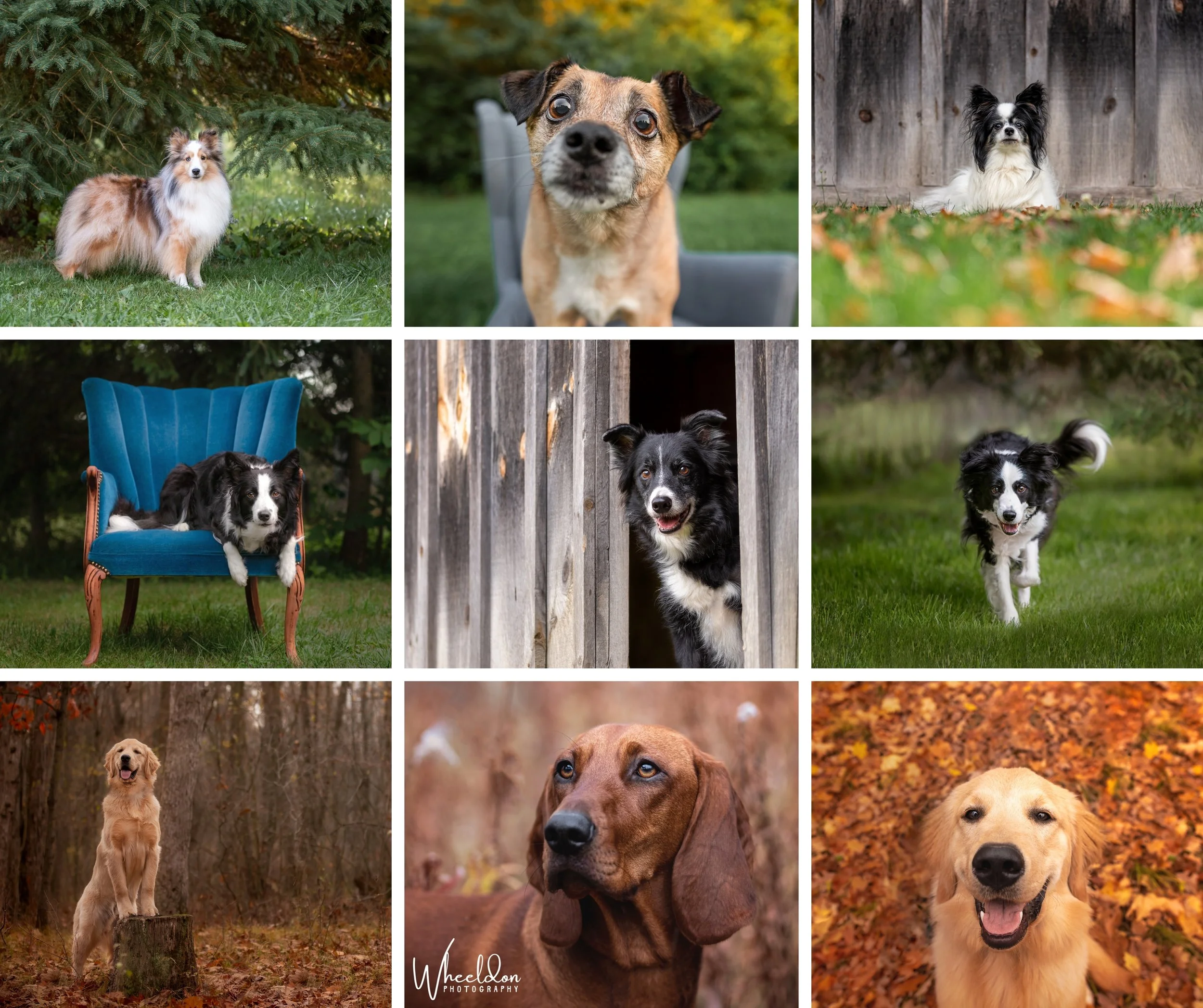 HugaPup Dogsitting Services