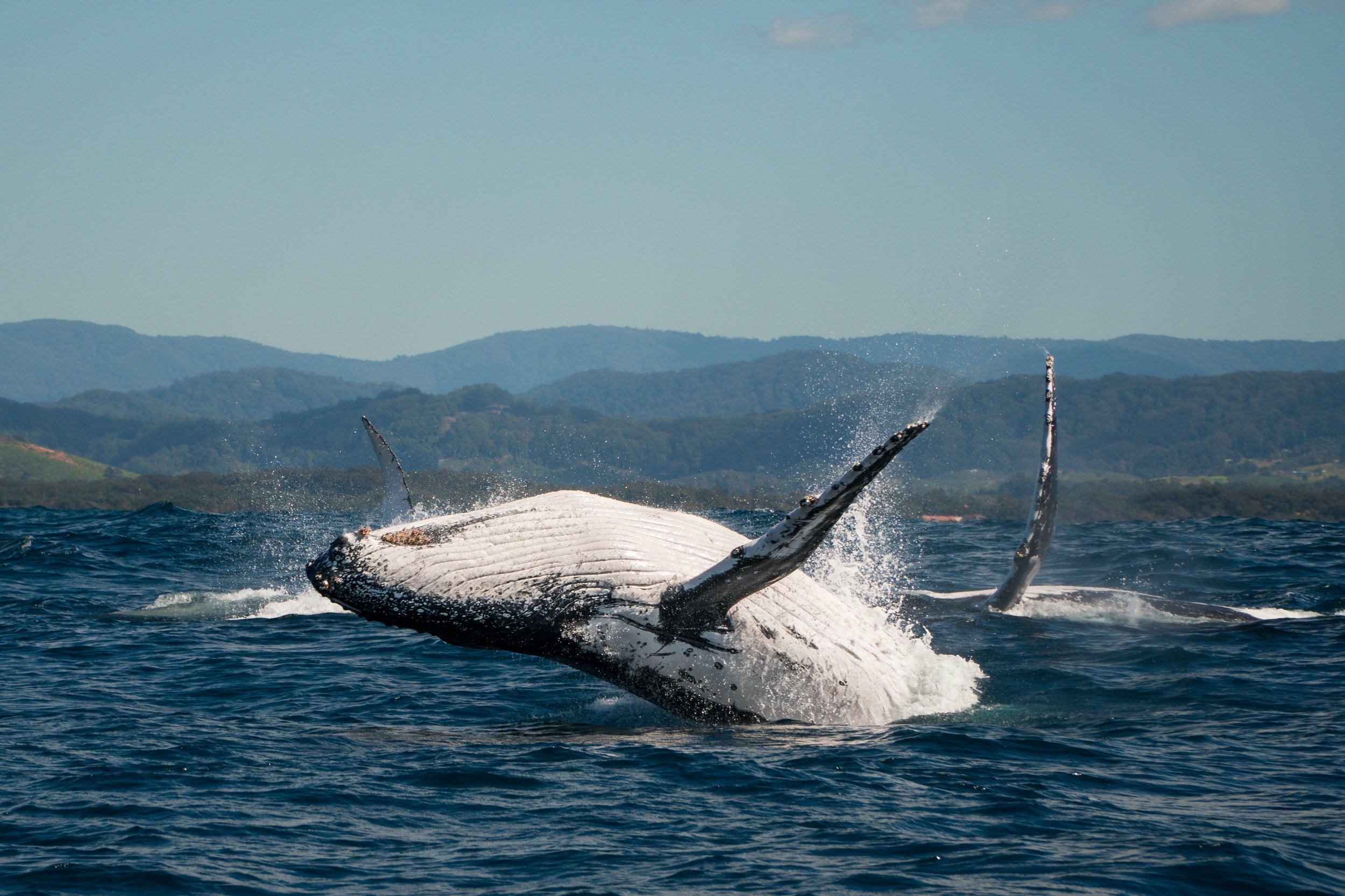 Above water wildlife image of Humpback Whales breaching with Coffs Harbour in the Background. Image taken by our underwater photographer as part of a production promoting tourism to the region.