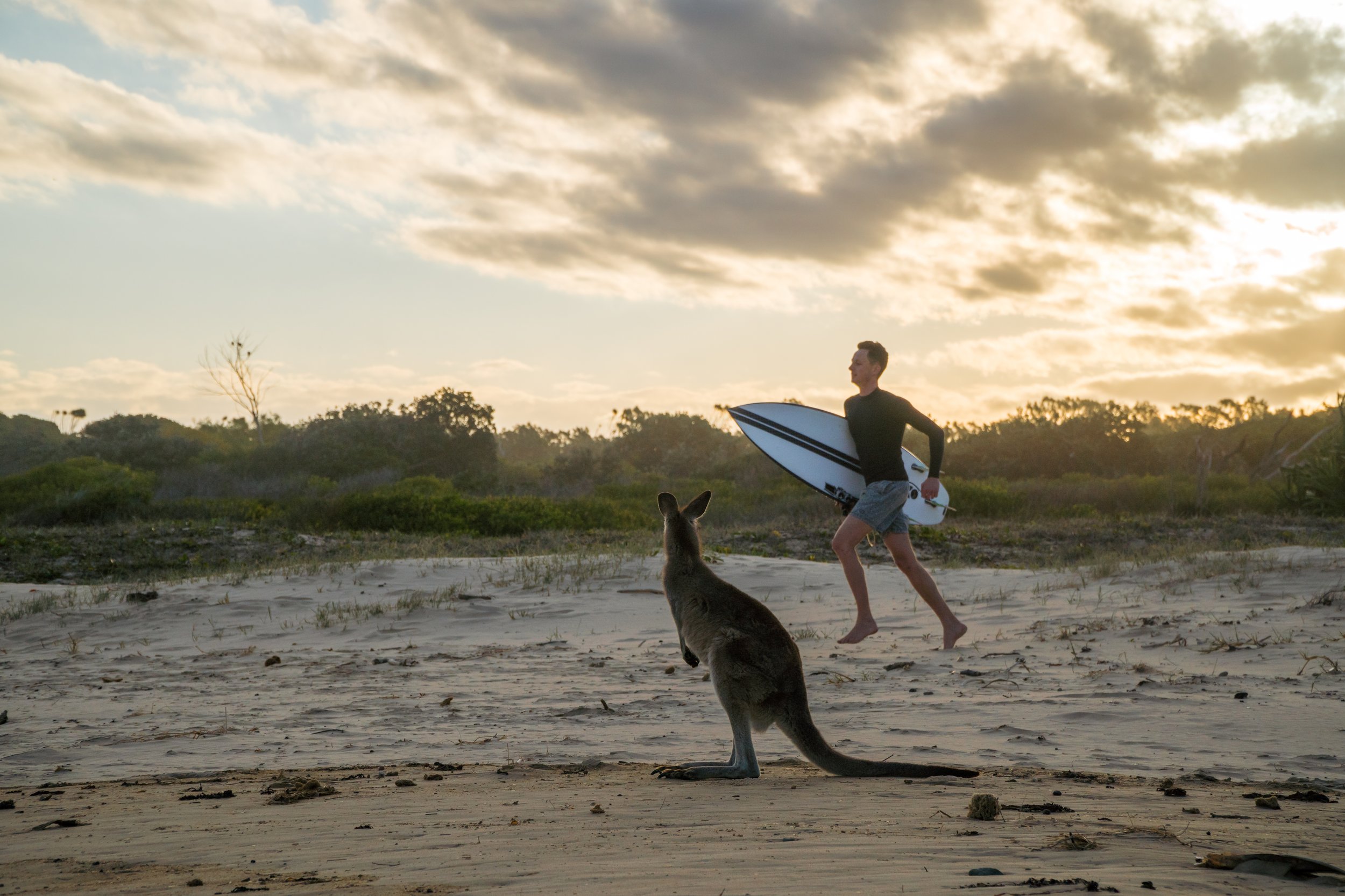 Surfer running past kangaroos at sunset. Image taken by our in house underwater filmmaker and our team of experienced photographers to promote the Coffs Harbour region.