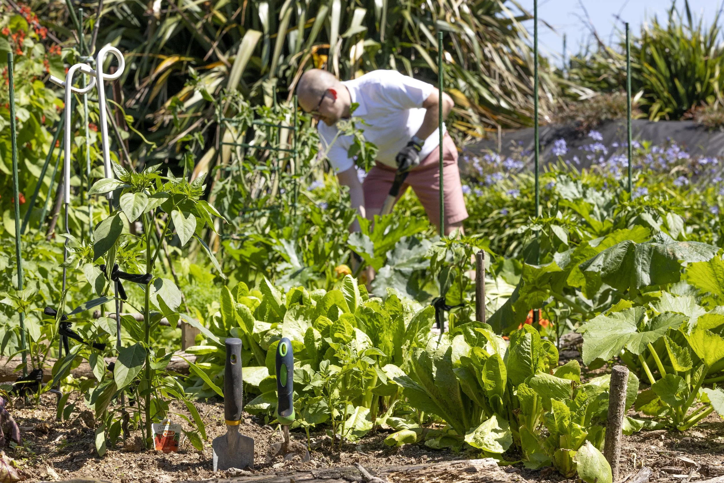 A person working in a vegetable garden, surrounded by various green plants and gardening tools, with a clear sky in the background.