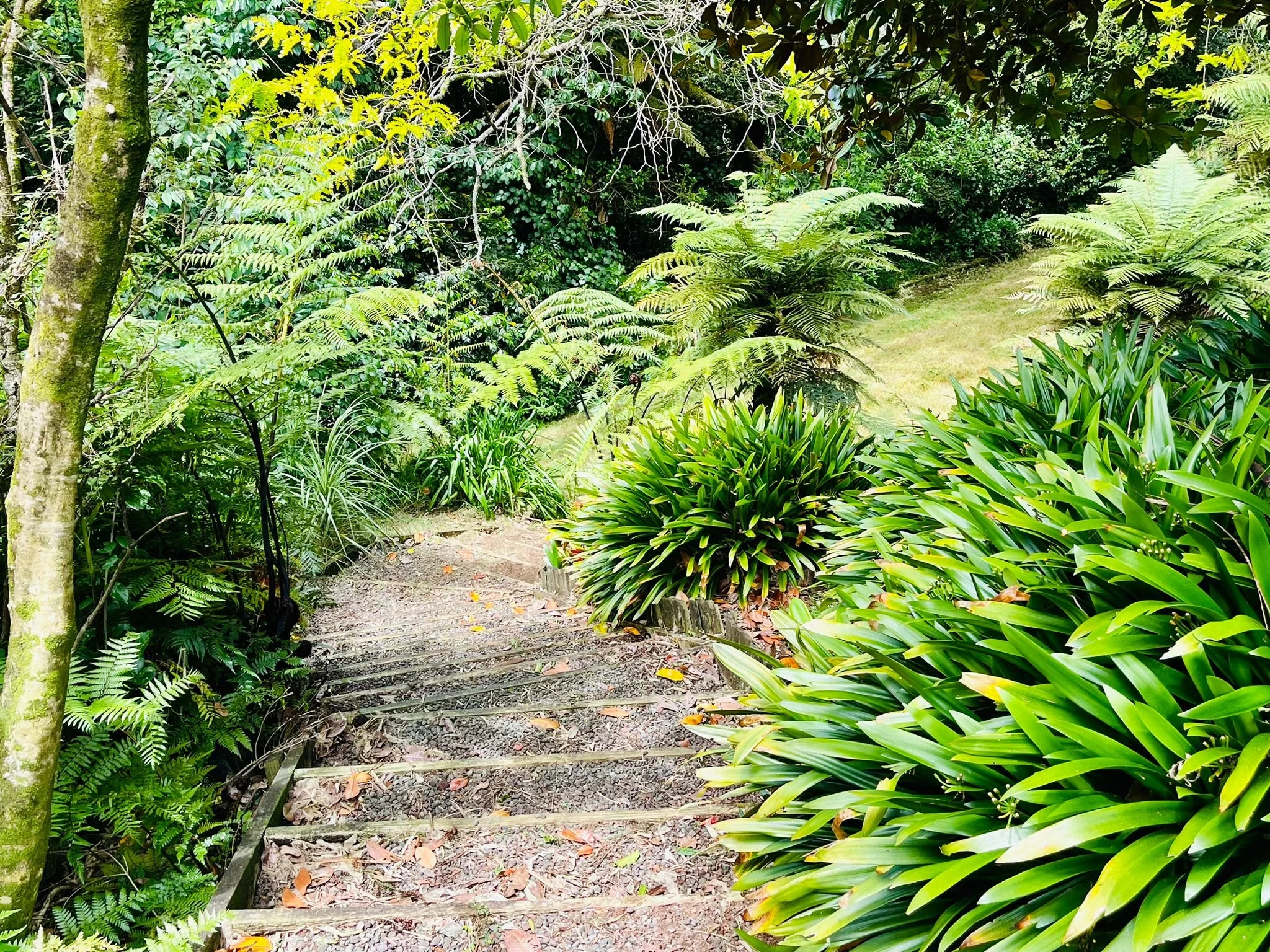 A lush, green garden with a dirt and gravel staircase winding through various leafy plants and ferns.