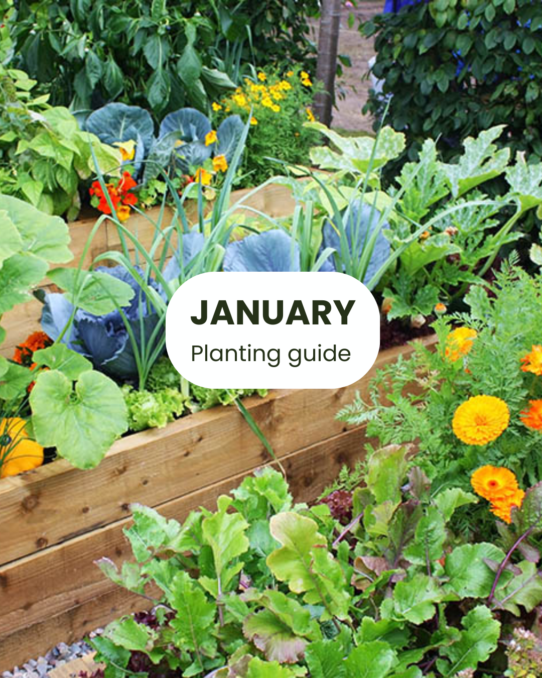 A gardening bed with various green plants and flowers, featuring a label that says 'January Planting Guide' with a background of colorful flowers and leafy vegetables.
