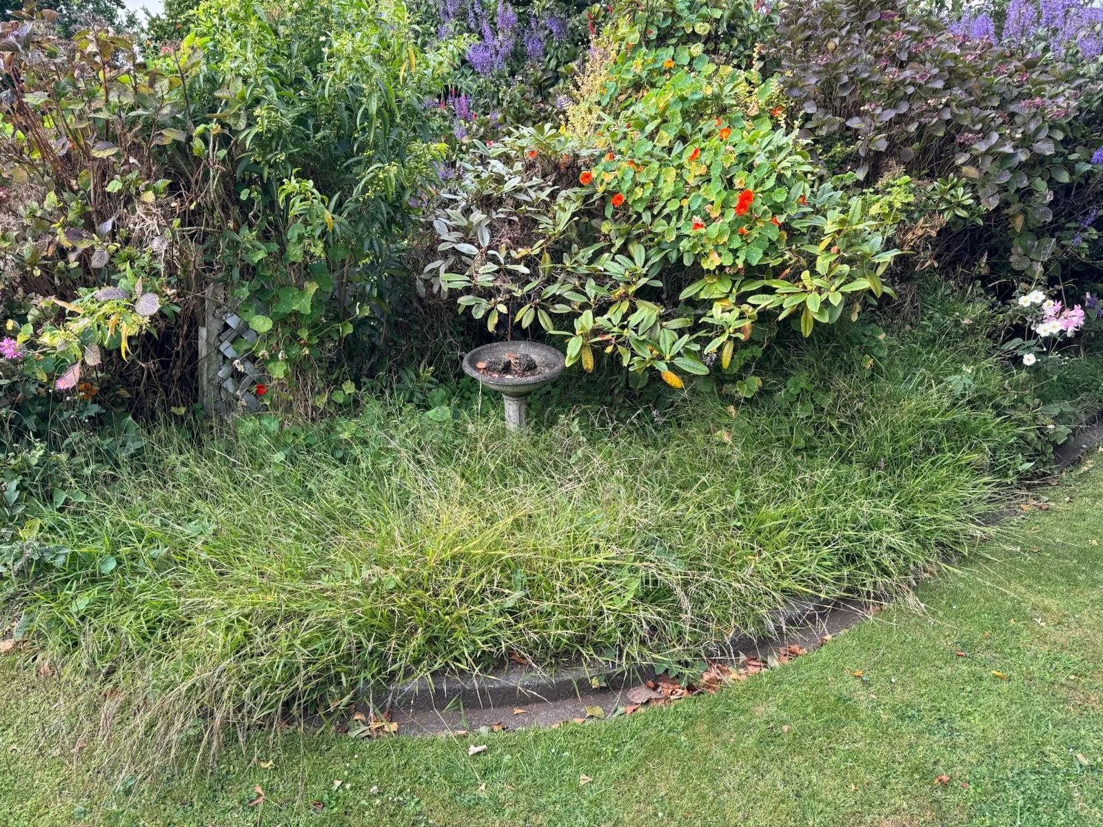 A garden scene with green grass at the front and various flowering bushes and plants behind. There is a birdbath in the middle surrounded by bushes with red, purple, white, and pink flowers.