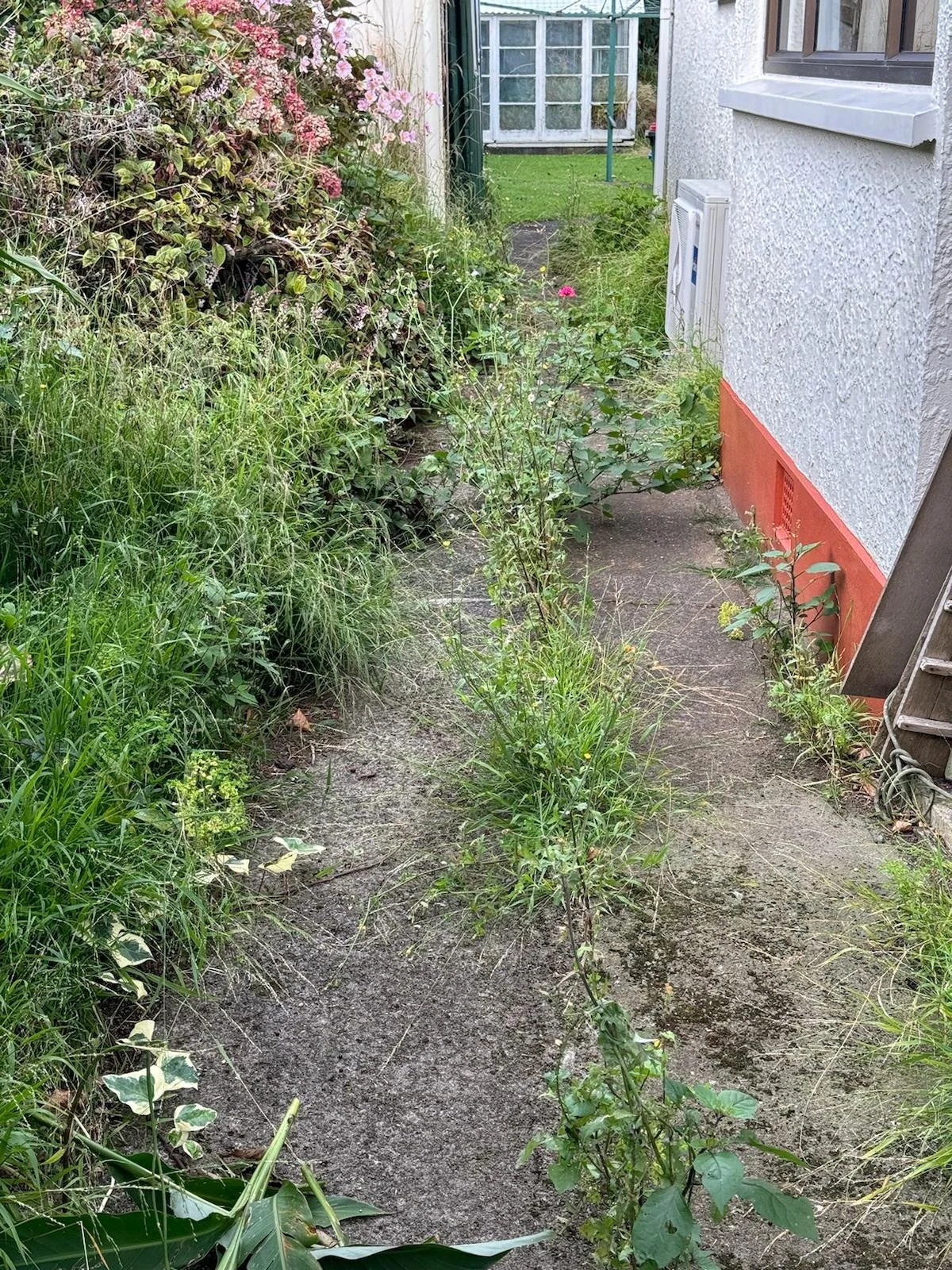 Overgrown garden path with weeds and plants on each side, next to a white house with a window and red trim, in a backyard.