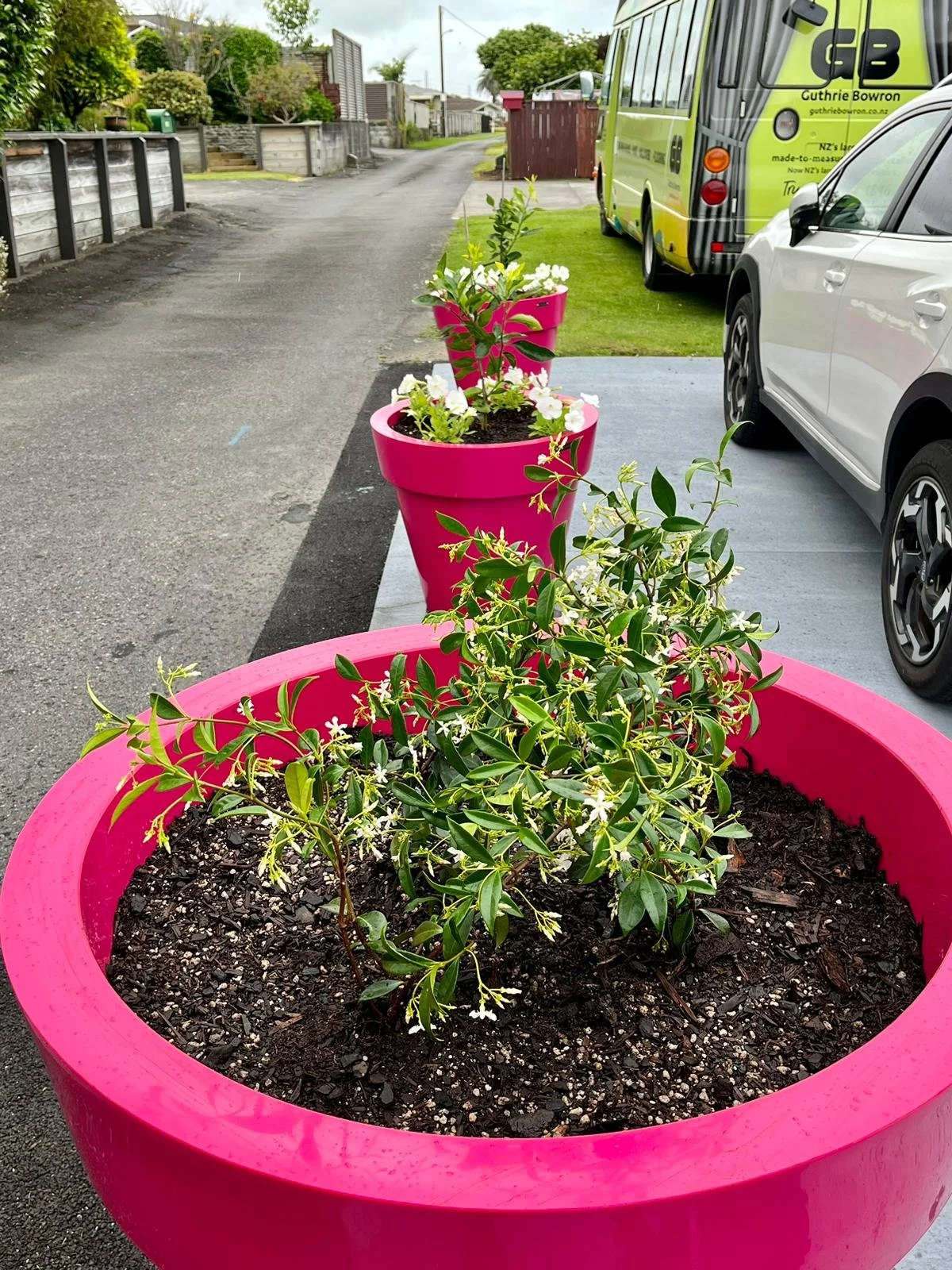 Bright pink flowerpots with green leafy plants and white flowers, lined along a driveway.