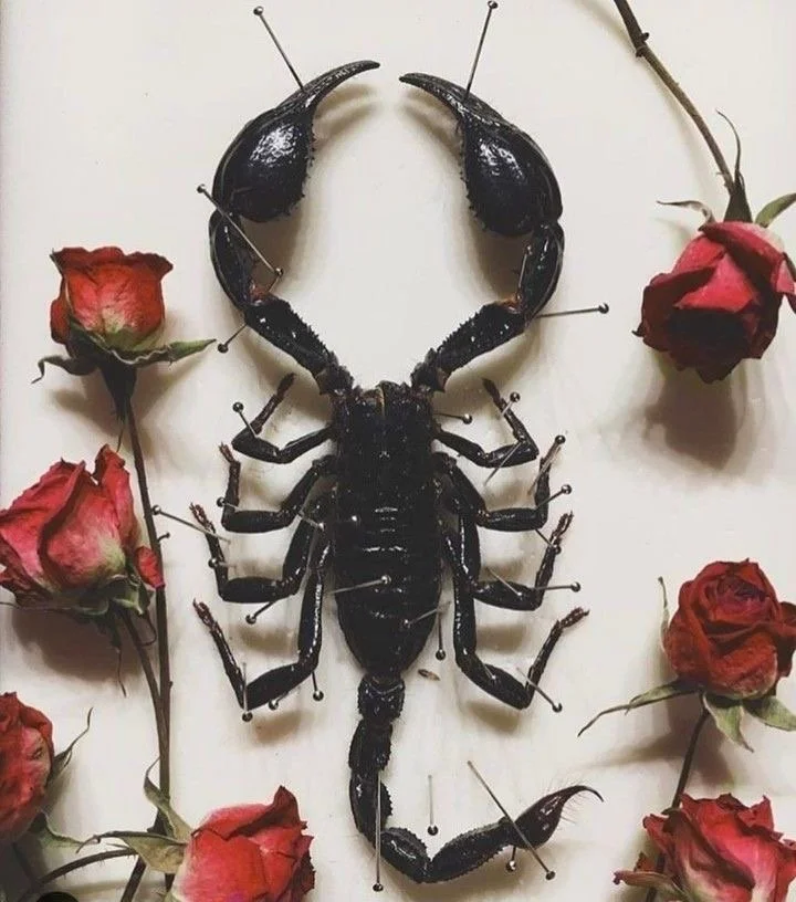 Full Flower Moon at 11° Scorpio on May 1 at 12:23 PM CST “Where Desire Meets Consequence”