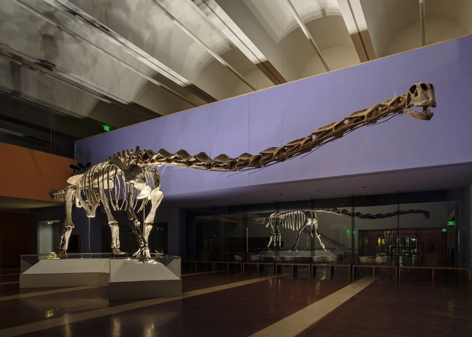 04 paluxysaurus 2.jpg