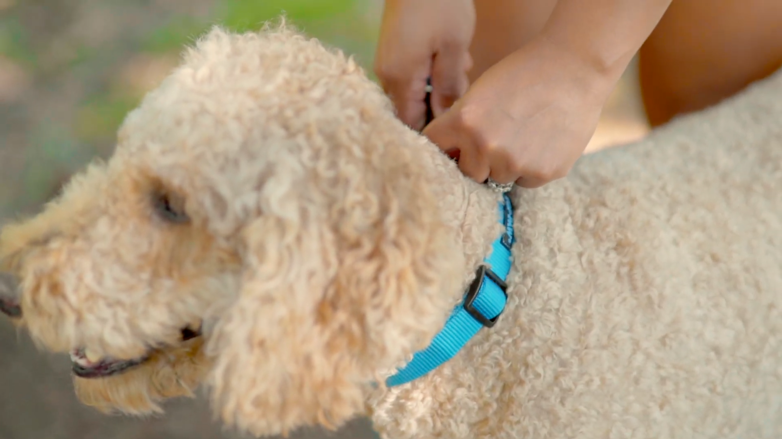 Pet parent putting dog on leash