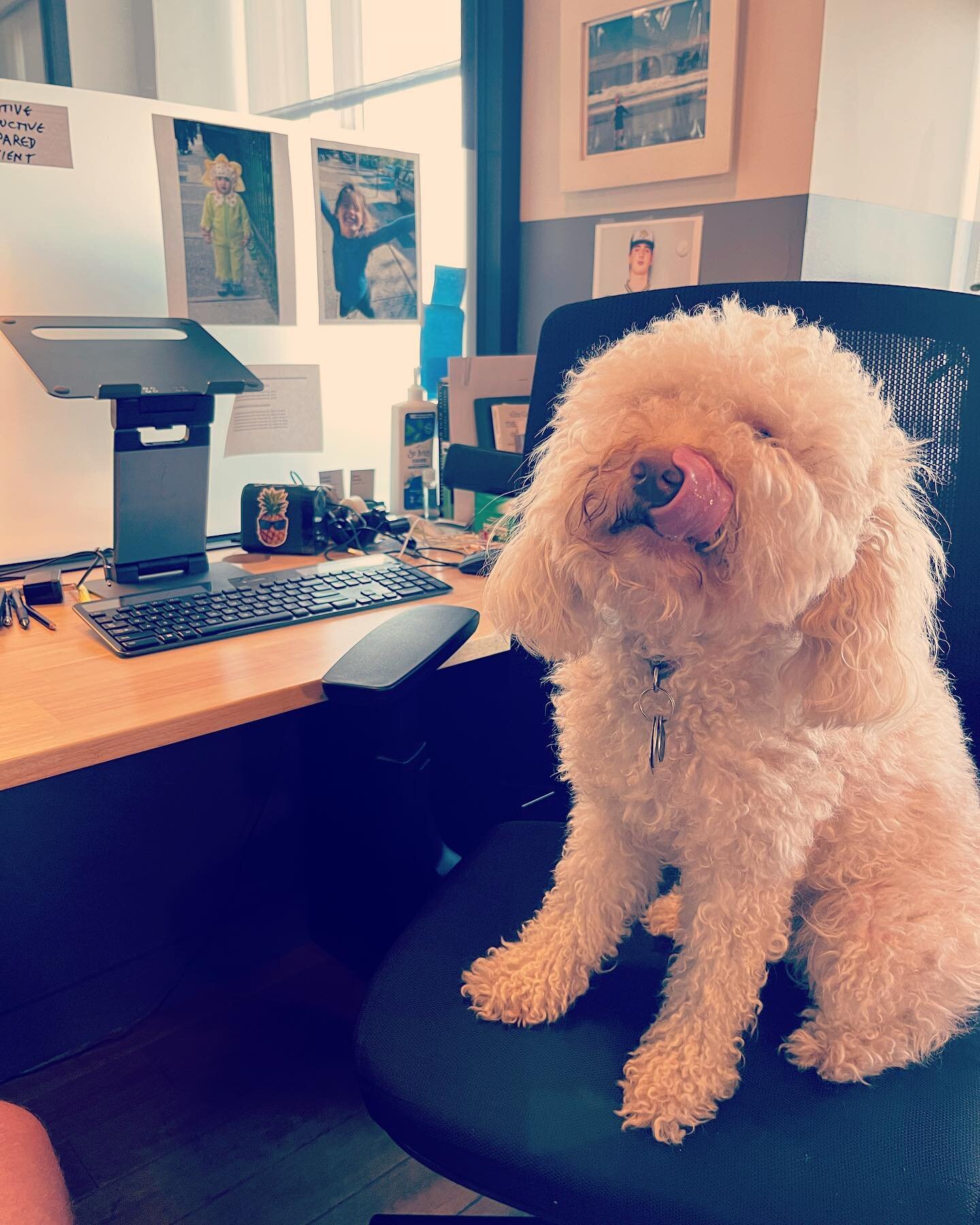 Ruby was very productive at the office today. Licking her chops for the work tomorrow!

#officedog #goldendoodlesofinstagram #goldendoodle #wework