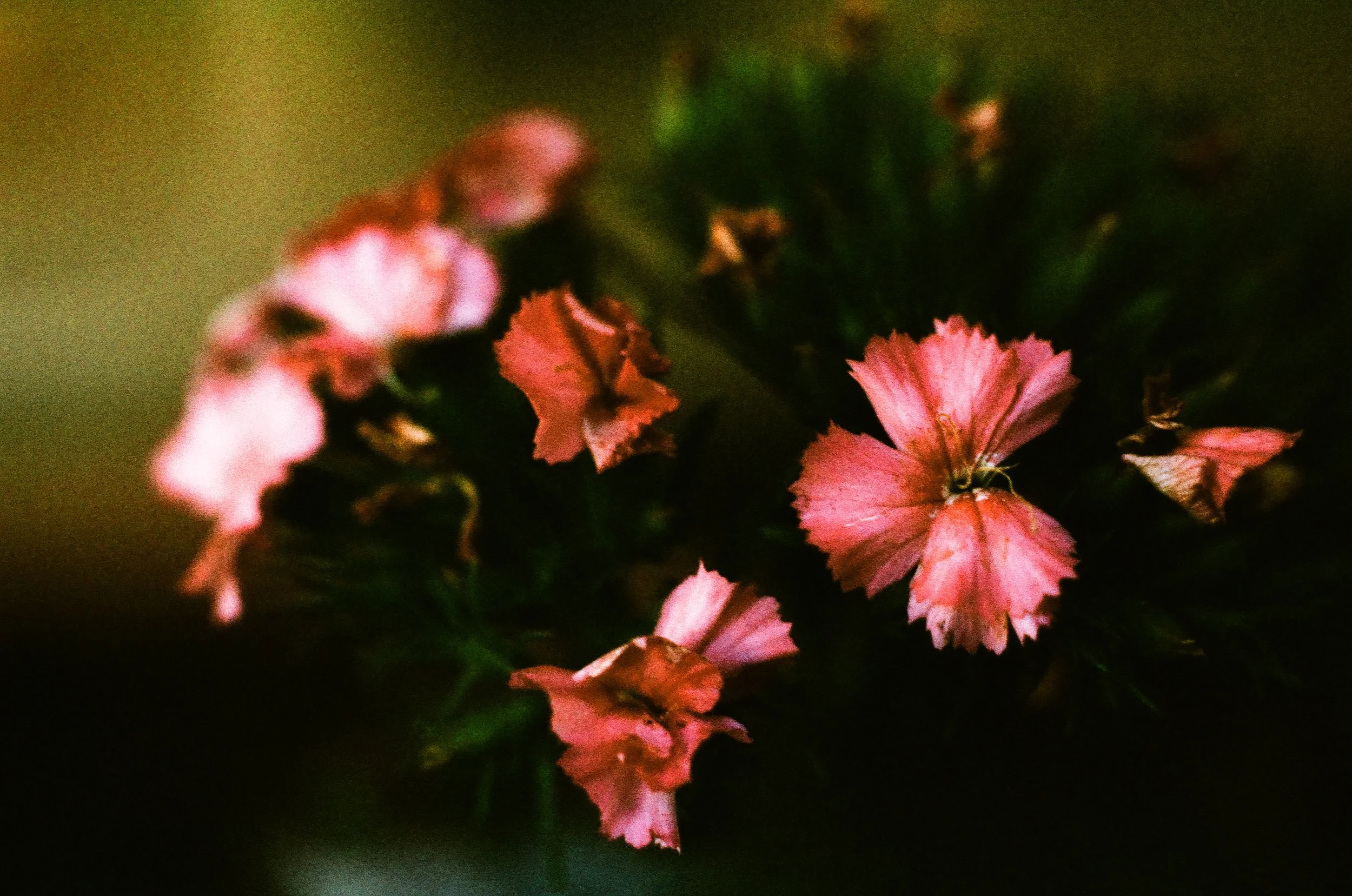 IMG_1206.jpeg