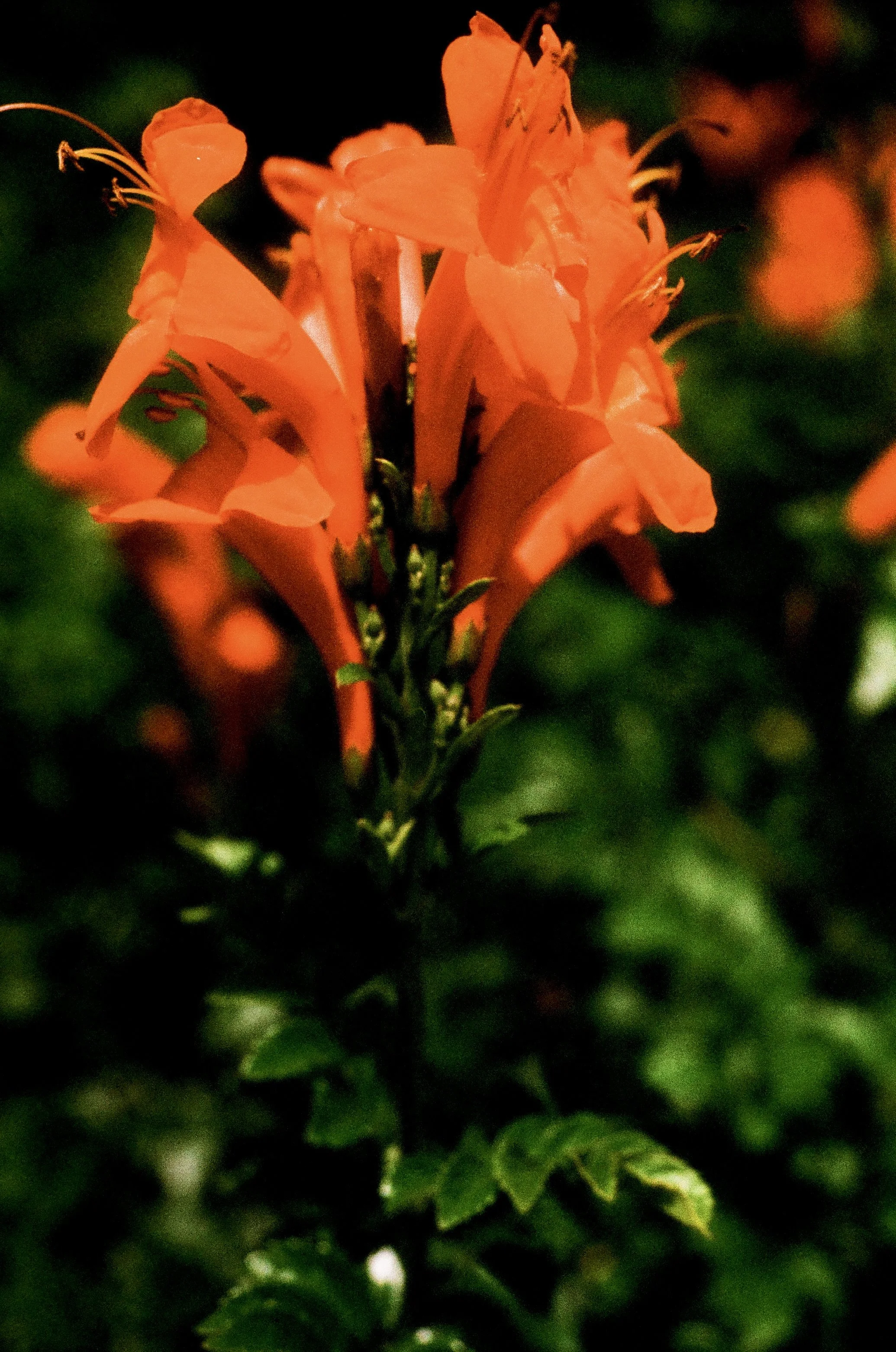 IMG_4216.jpeg