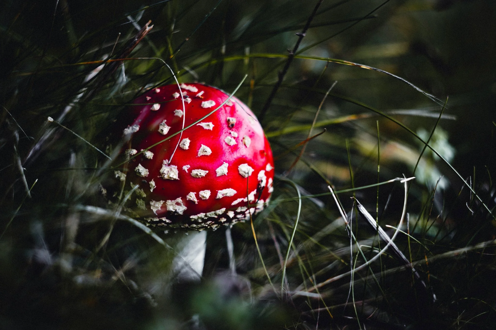 Mushrooms-Exposure.jpg
