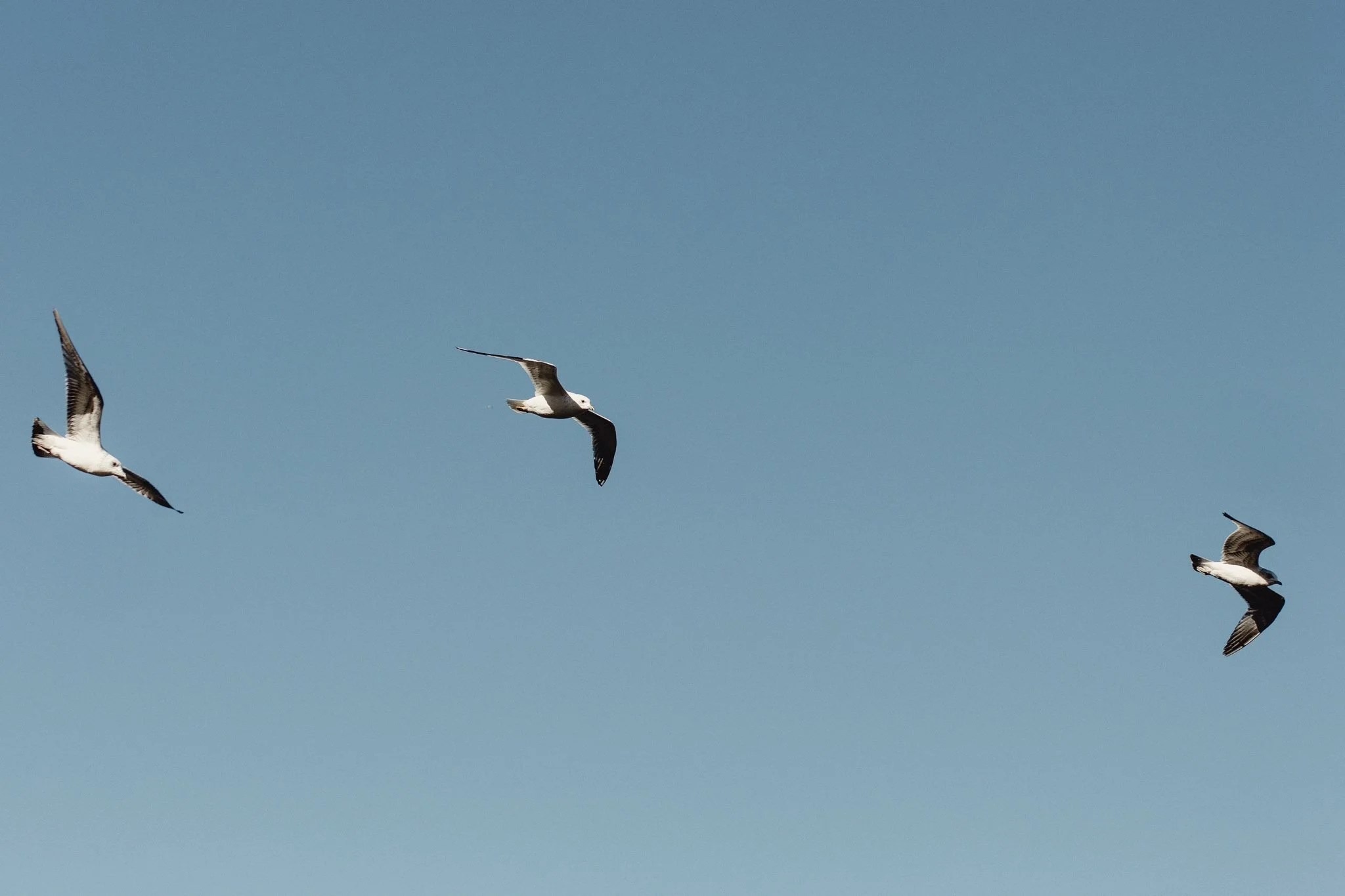 Malmö_712048.jpg