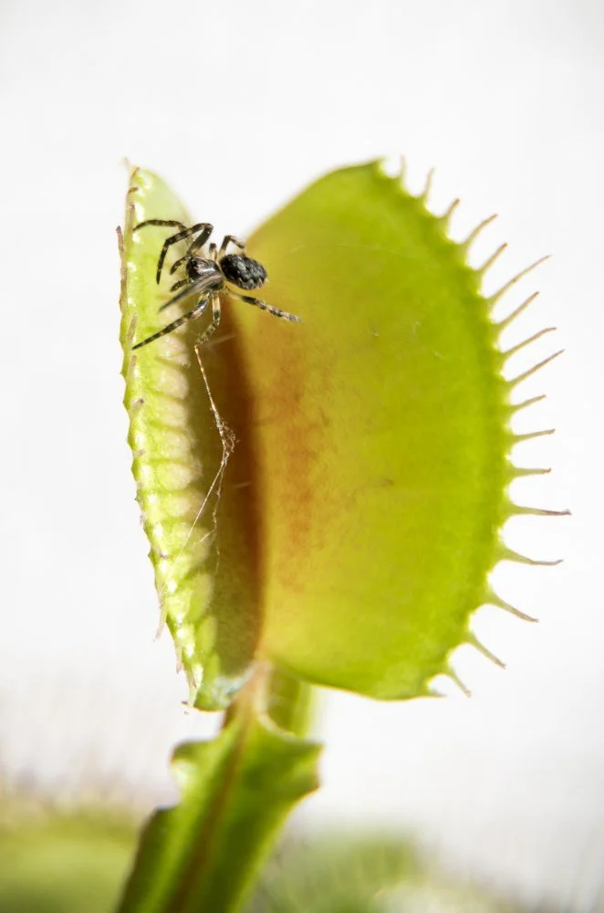 Venus fly trap.jpg