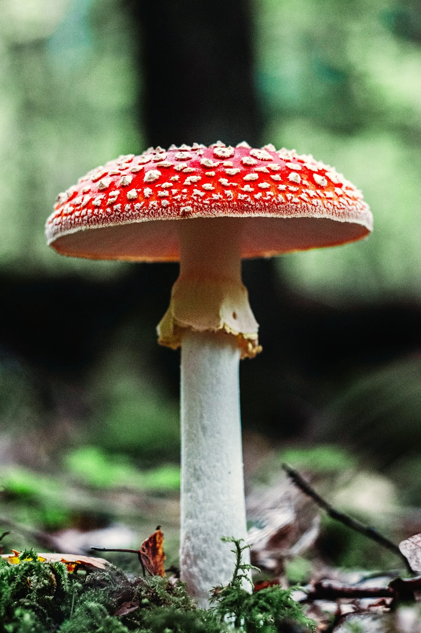 Mushrooms_96-Exposure.jpg