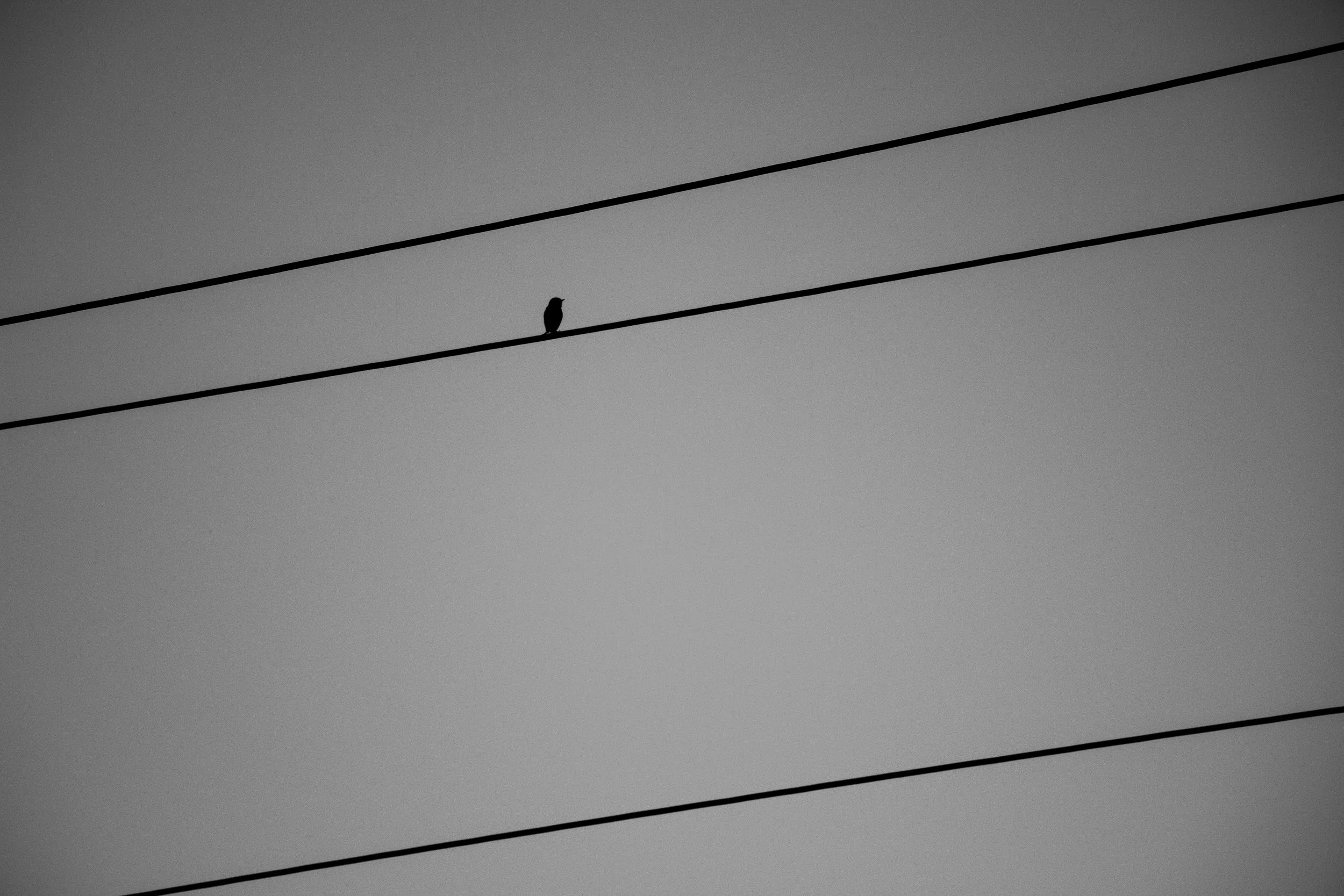 majestic casual (32).jpg