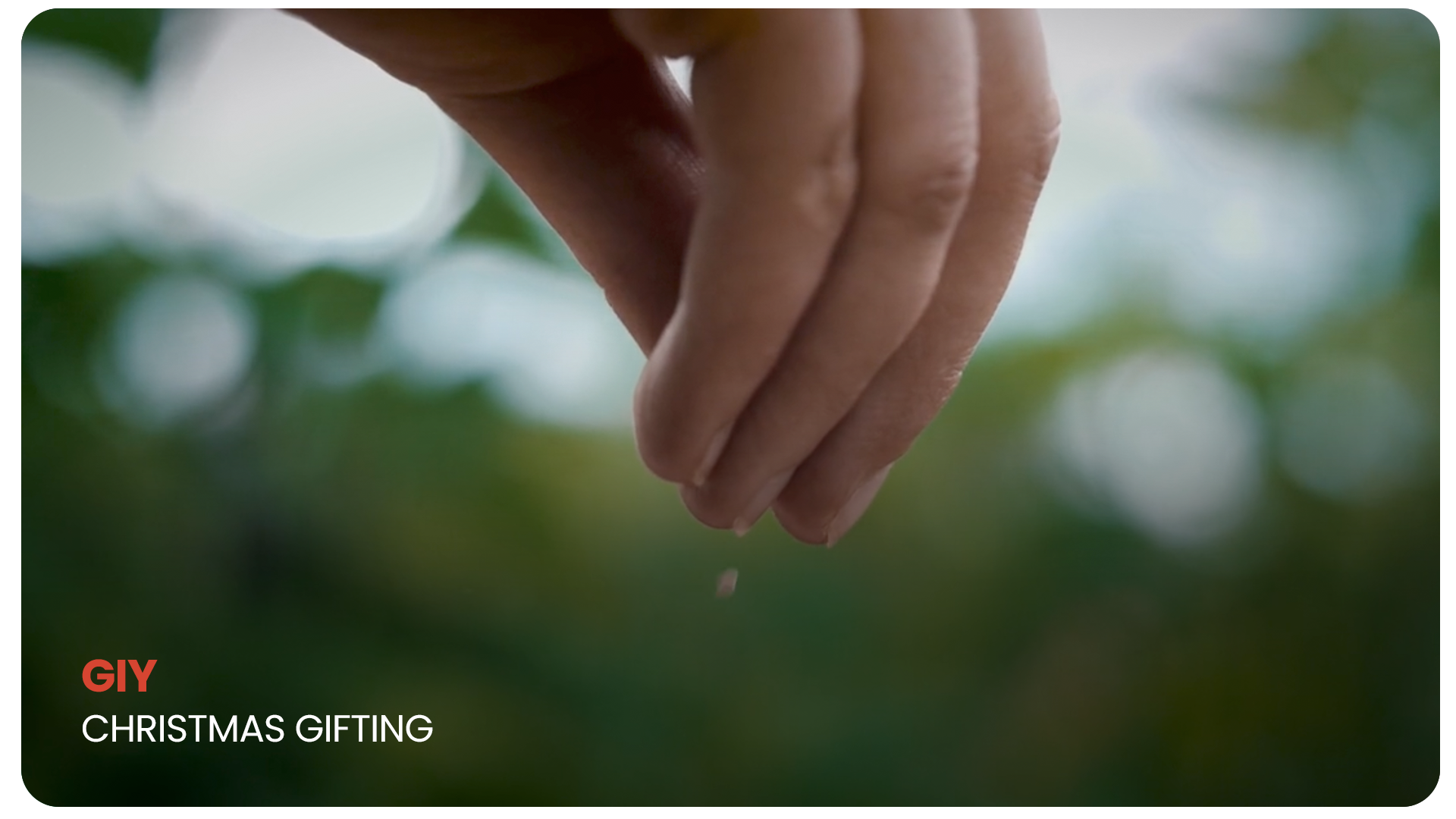 Close-up of a hand gently sprinkling glitter onto Christmas greenery, with blurred background and text reading "GIF Christmas Gifting" in the bottom left corner.