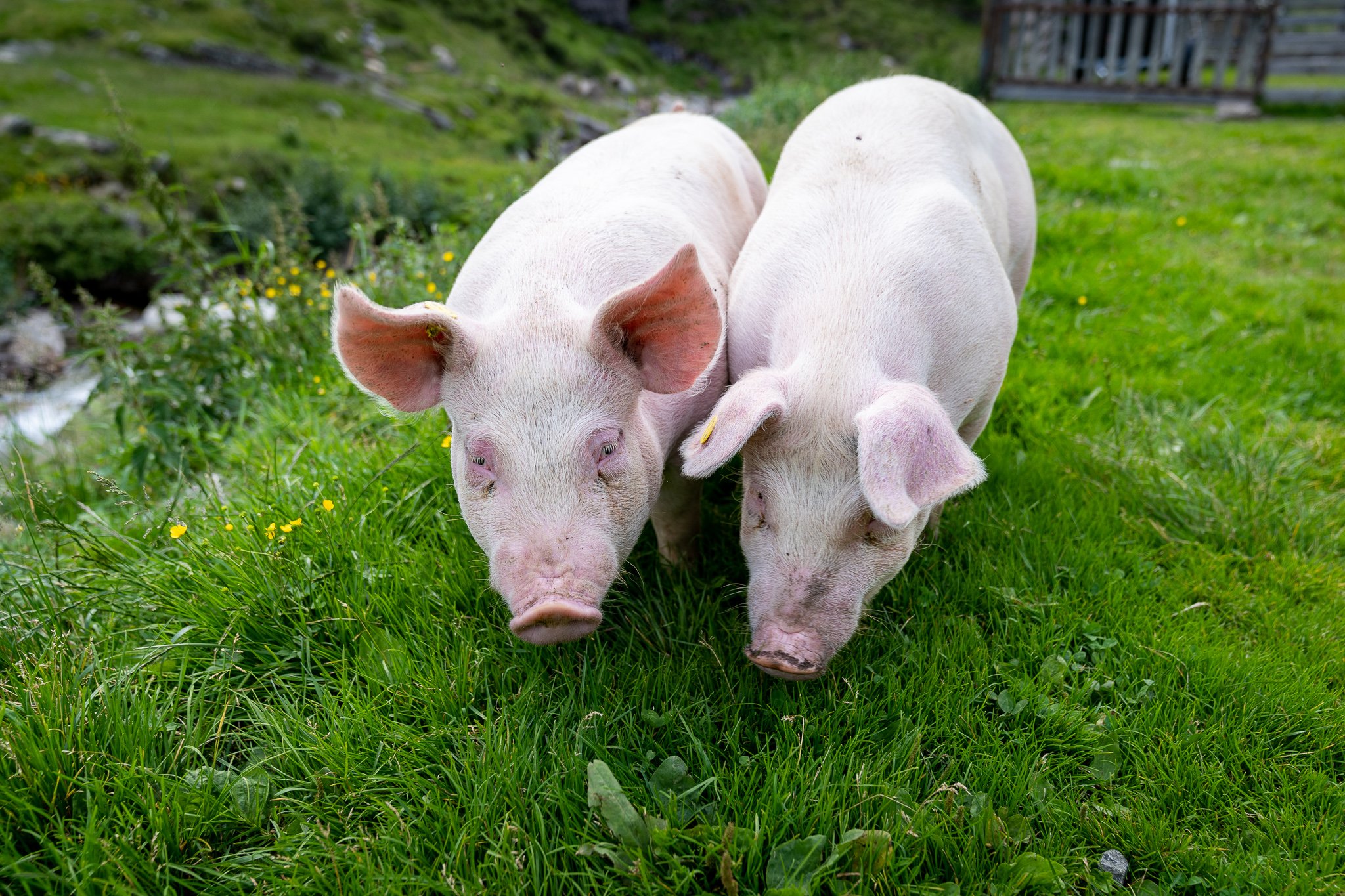 Schweine Alm Faltmaralm Pfelders Passeiertal Val Passiria Südtirol