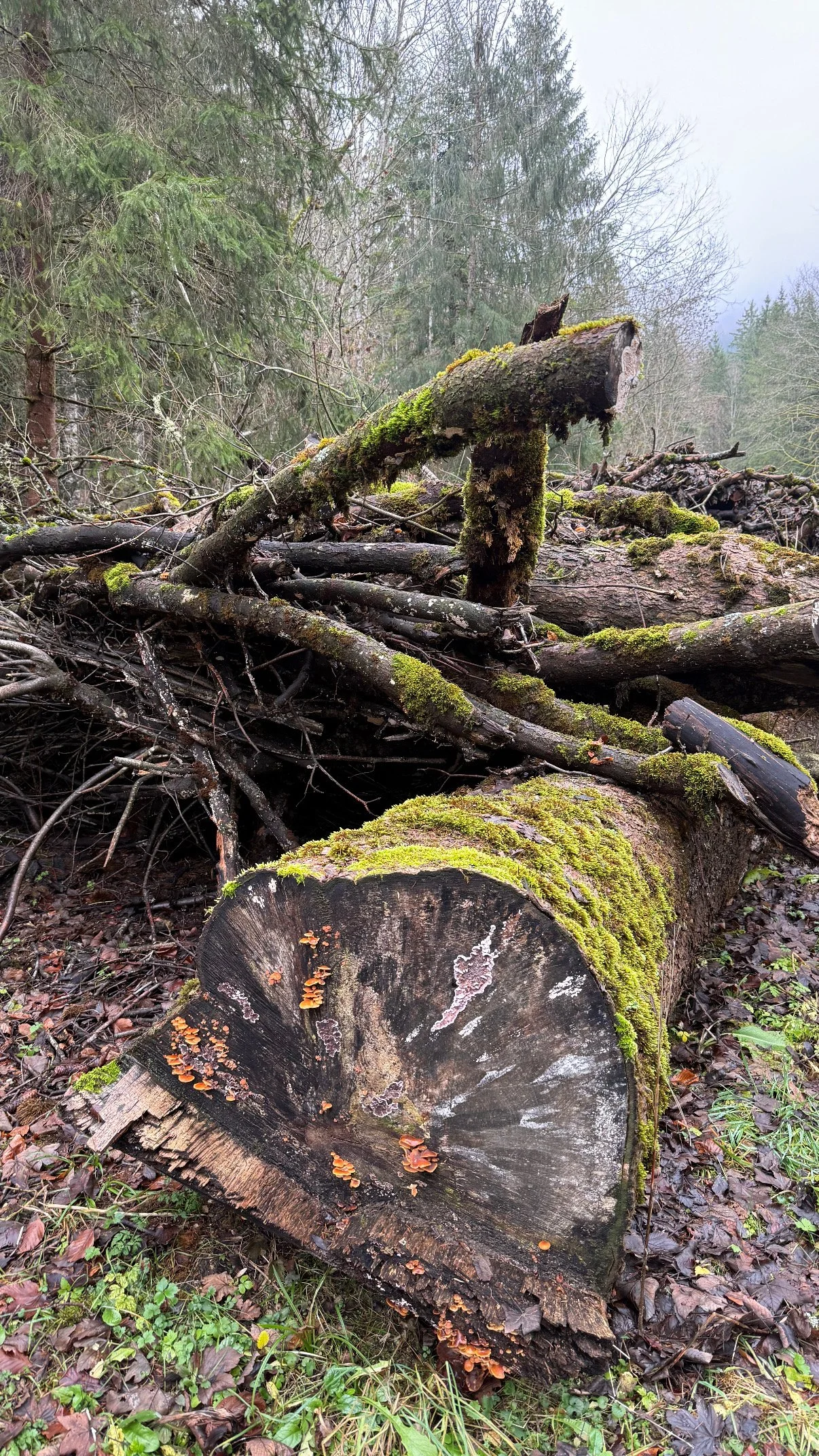 BOSTRYCHE (NEW)- TBA - CH