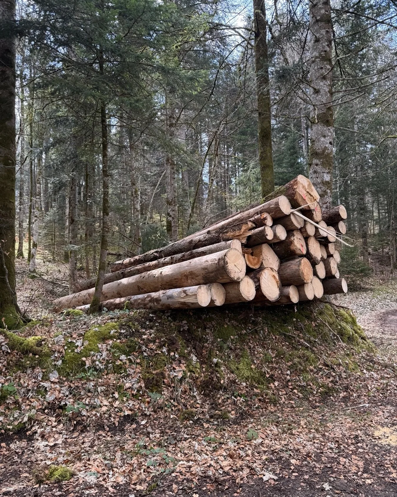 First day of installation prep for The Living Committee: Neural Spruces Talk &mdash; Biennale Art M&ocirc;tiers 2026.

With Pierre-Alexis Pochon and the @artmotiers team, we began working with local spruce wood. What strikes you immediately is the sh