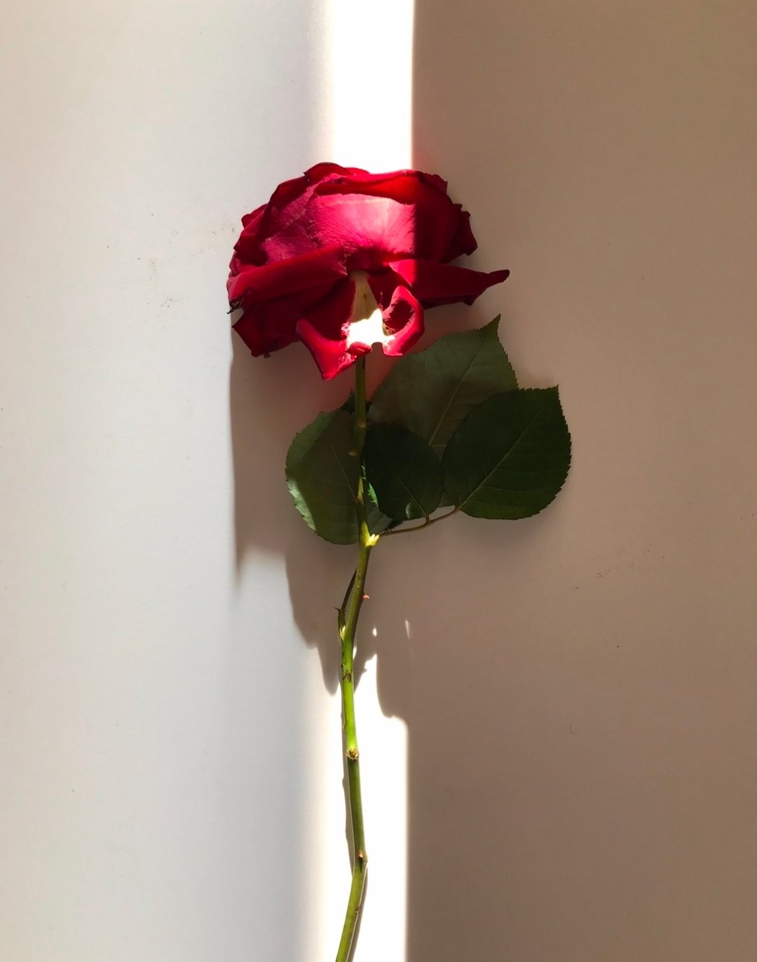 I&rsquo;ve never been very good at doing what I&rsquo;m told. Saccharine declarations of love on a prescribed day ignite my inner rebel. And yet&mdash;here I am, sending you a rose on Valentine&rsquo;s.​​​​​​​​
​​​​​​​​
Maybe it&rsquo;s my obsession 