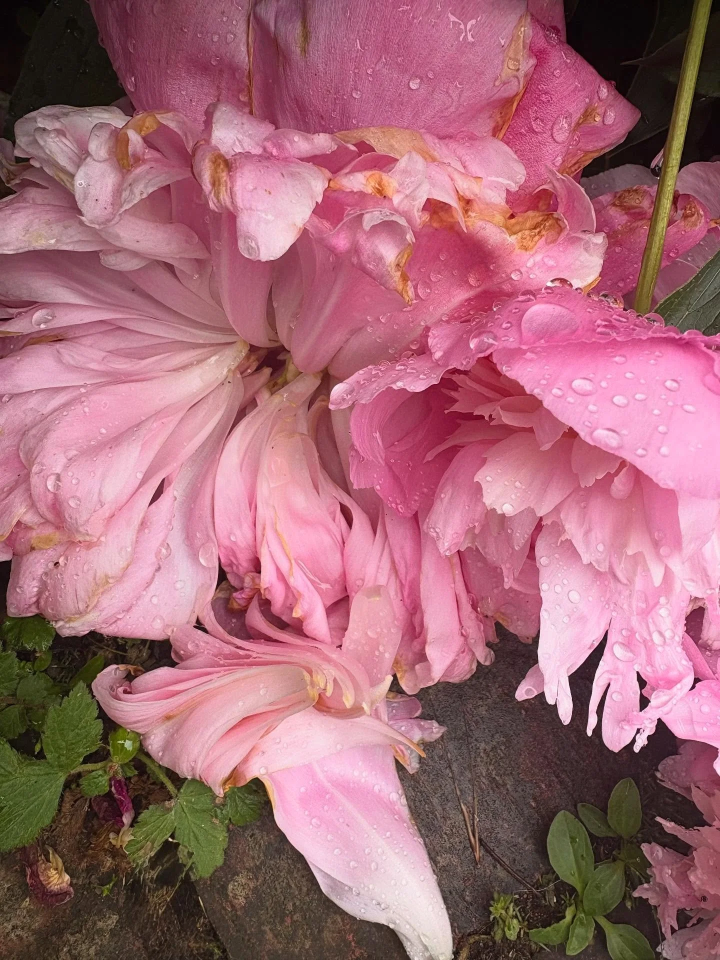 I’ve been quiet recently … but the beauty  keeps on showing up . My son and I have been going through some huge life stuff . Game changing  in fact . My son’s  father very sadly  passed away quickly a few weeks ago , aged 54. It&rs