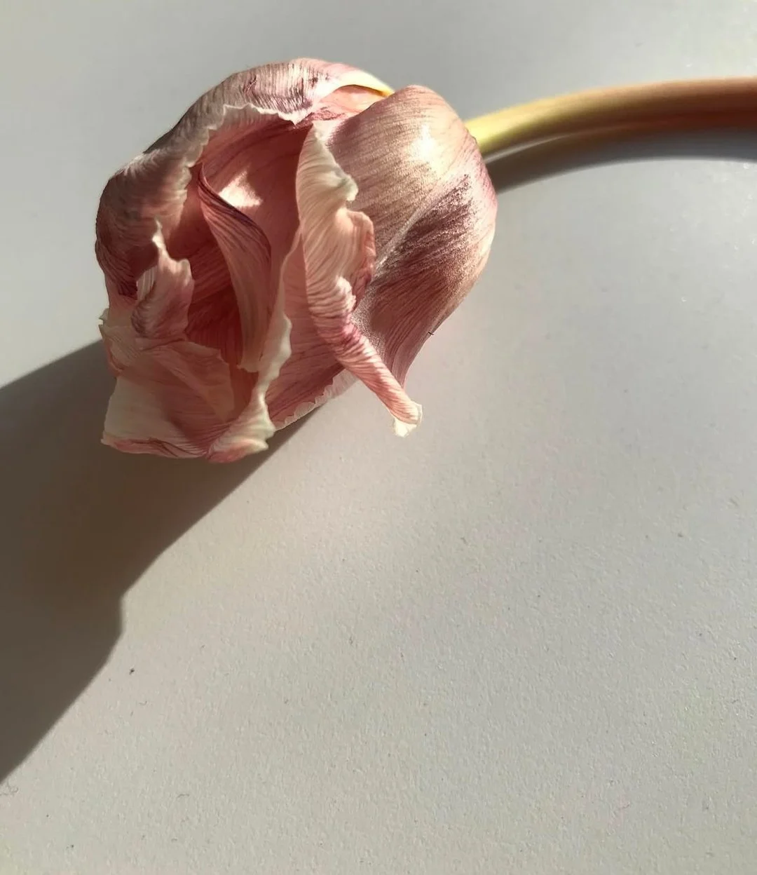 Everything leaves a trace.
Not just in bloom,
but in letting go.
In the way the light lingers
on what’s almost gone.
#quietflorals
#bloomsandshadows
#beautyleftbehind
#floralpoetry
#slowcreative
#bloooooom_