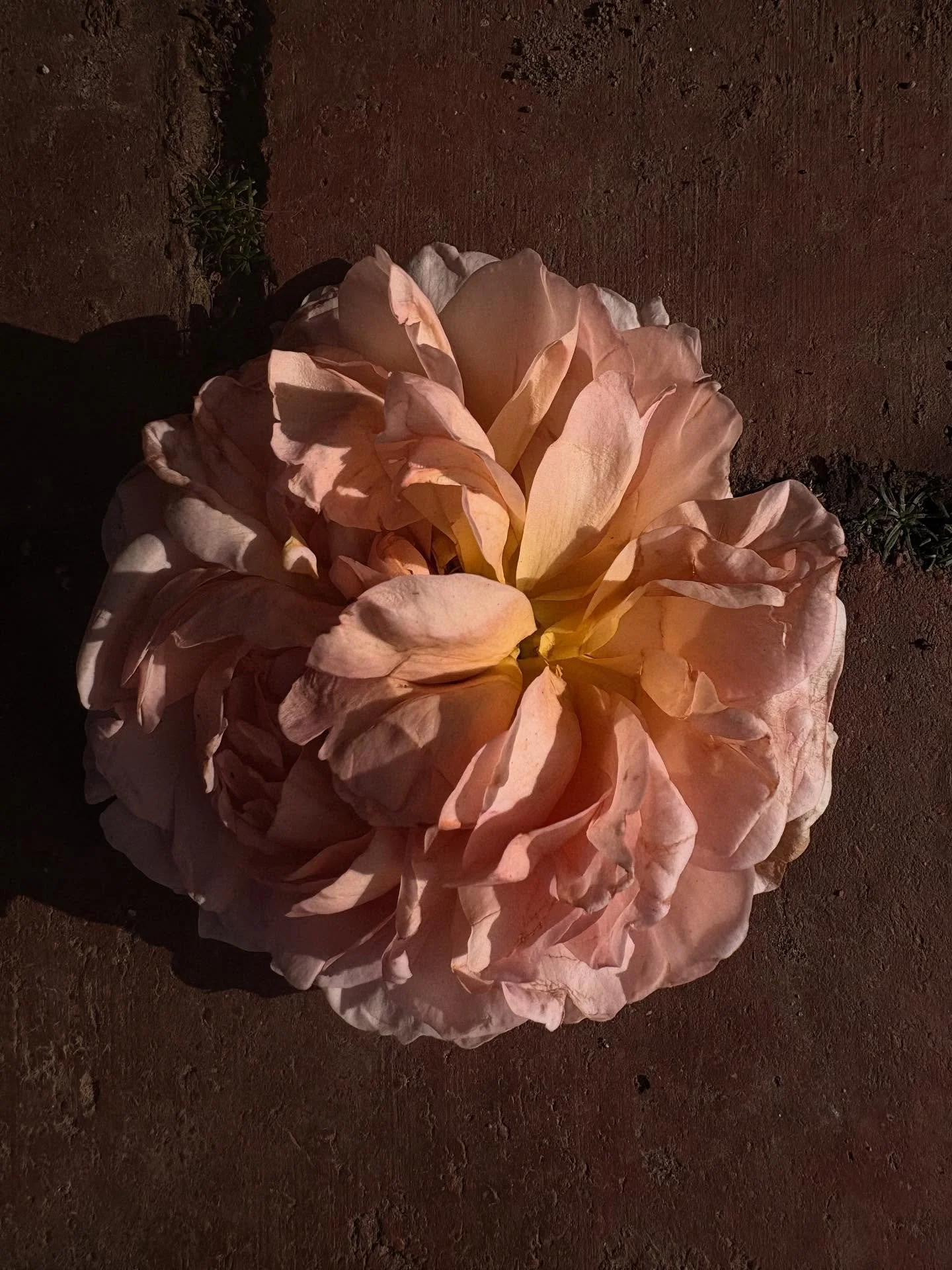 The big wheel keeps on turning … 
#samhainseason
#lateoctoberlight
#autumntextures
#endingsandbeginnings
#fallingleavesrisinglight
#theearthturns
#seasonsofstillness