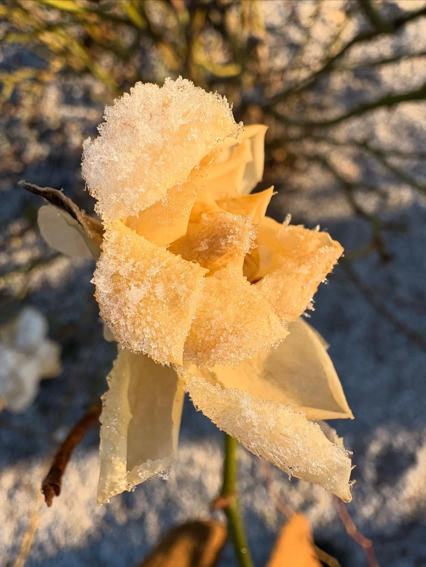 An Ode to January #2