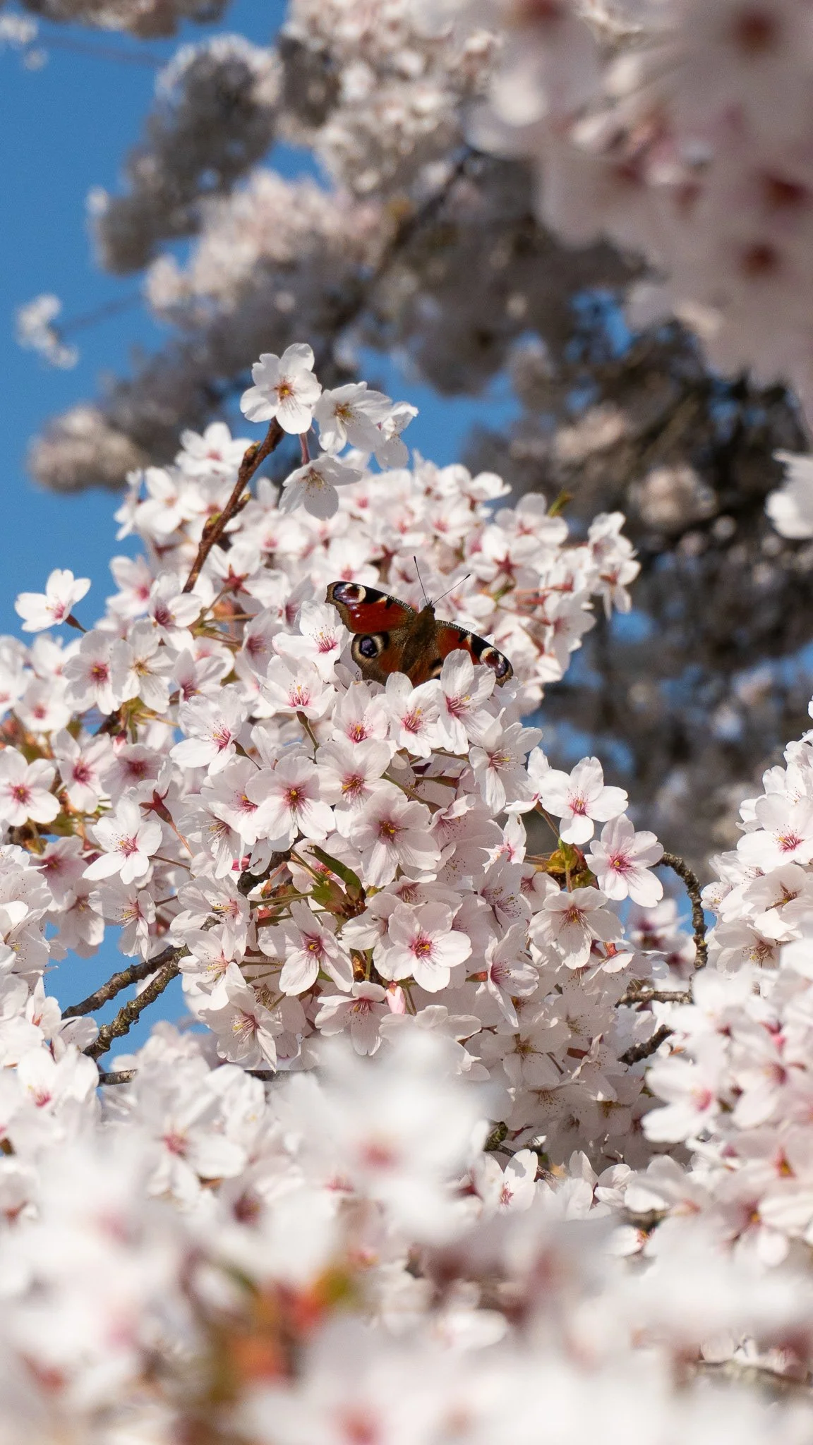 Close-up of cherry blossoms with a butterfly perched on the petals, against a blue sky and distant other blossoms.
