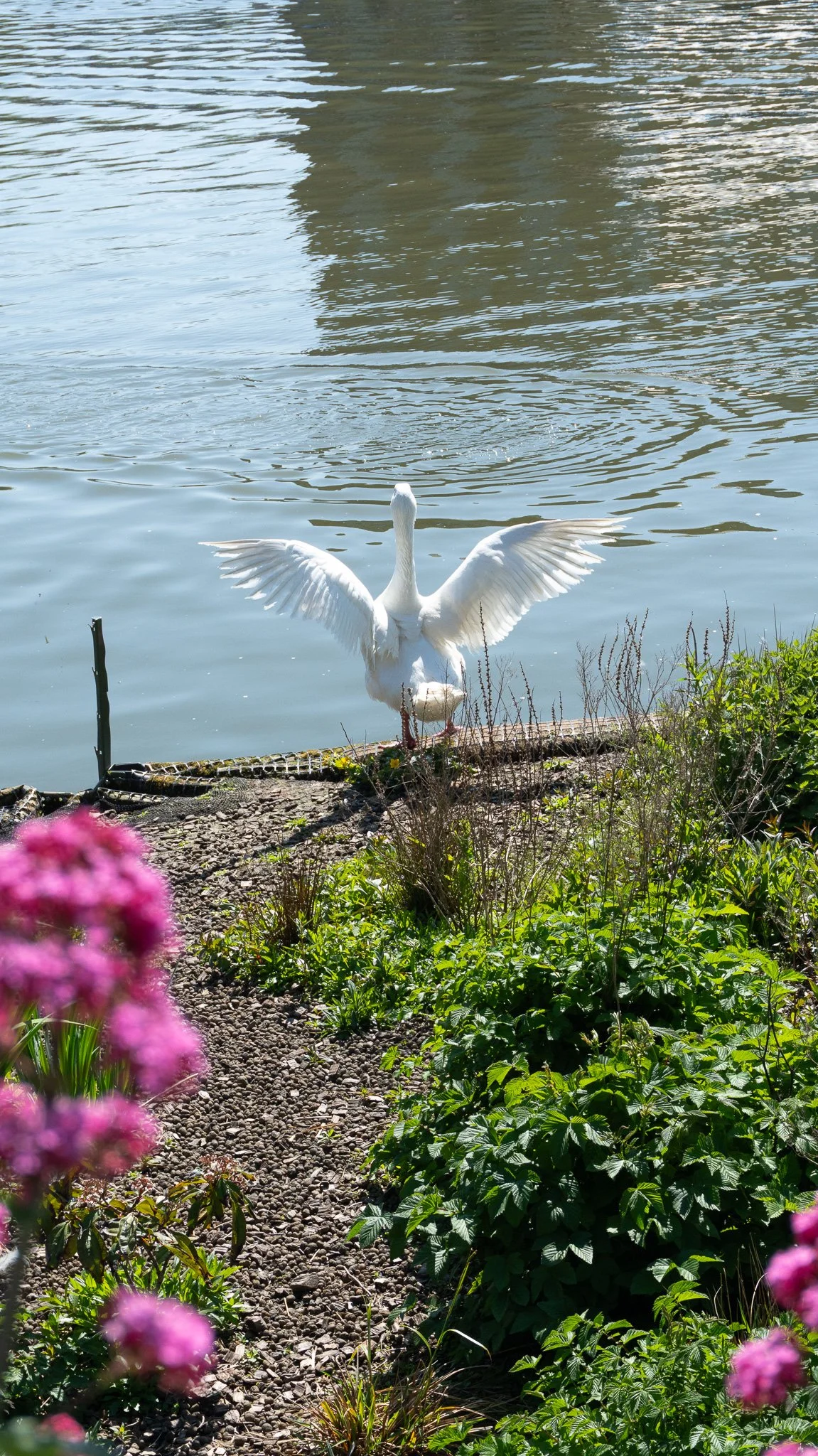 A swan with wings outstretched standing on a rocky shoreline near water, with pink and green plants in the foreground and water reflecting sunlight. Bristol Harbour