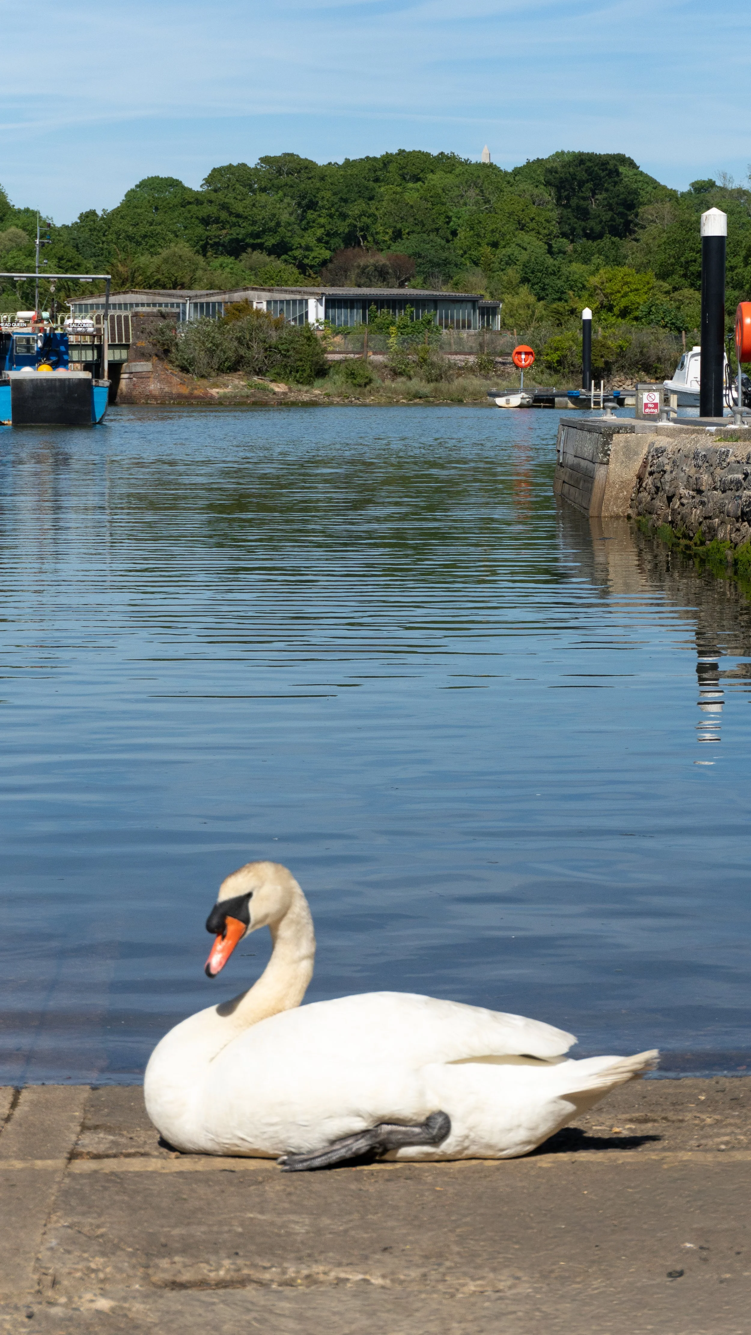 A white swan resting on a dock at Lymington Quay, with boats and a green wooded hill in the background.