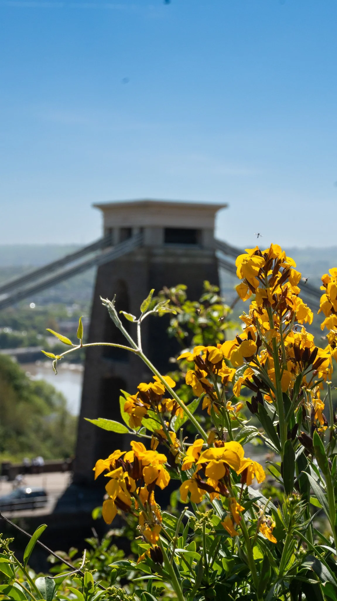 Yellow flowers in foreground with Clifton suspension bridge in the background