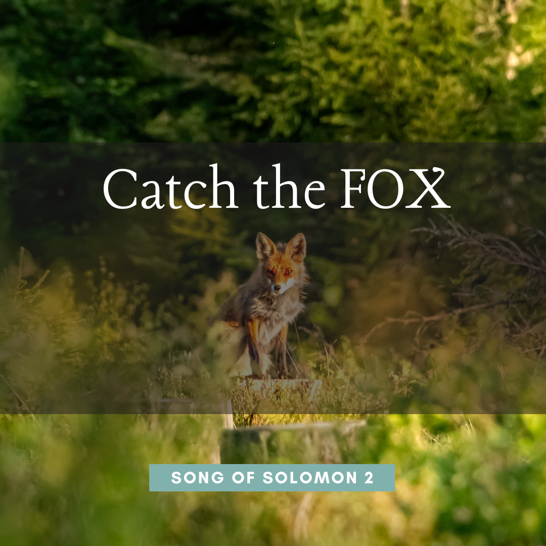 Catch the Fox