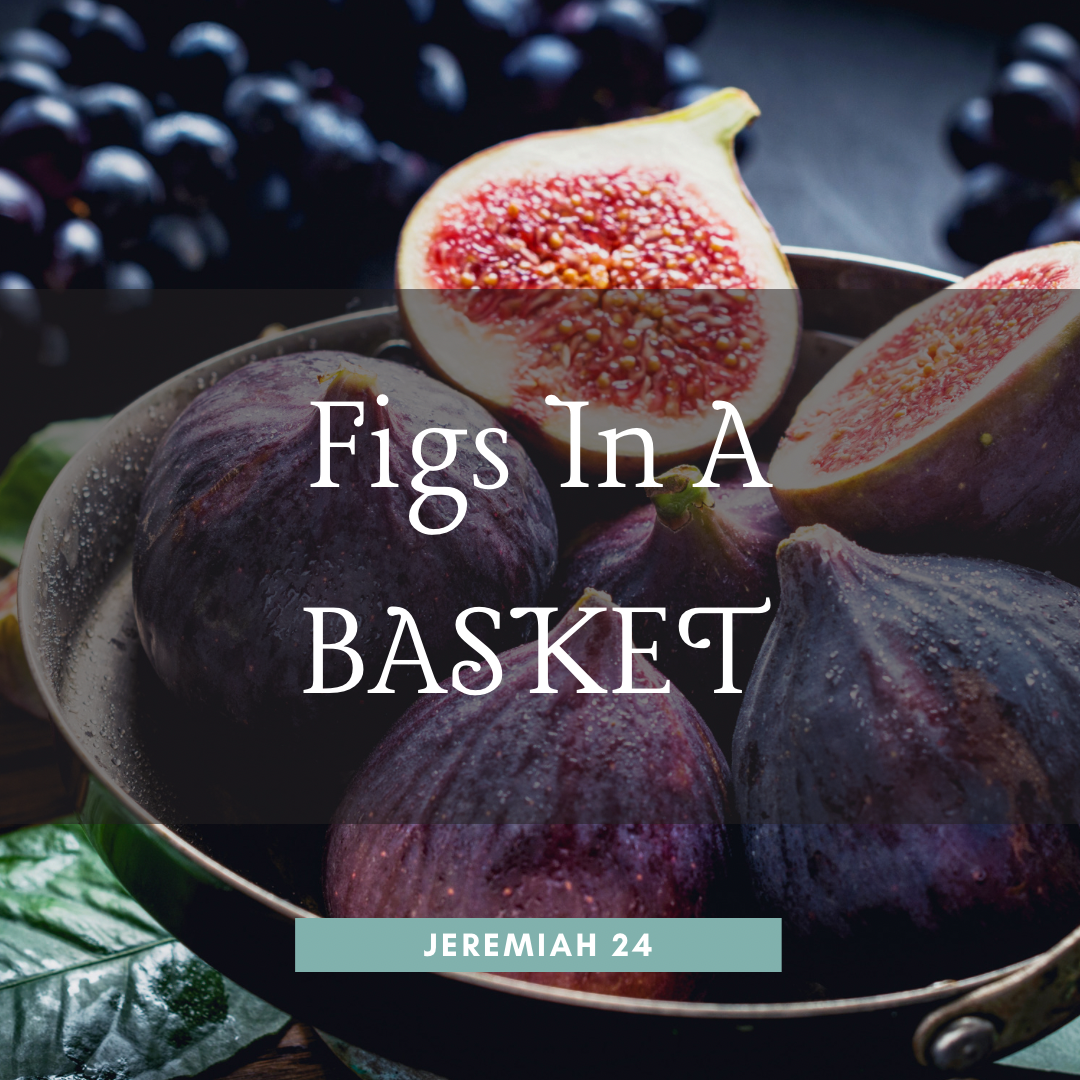 Figs In A Basket