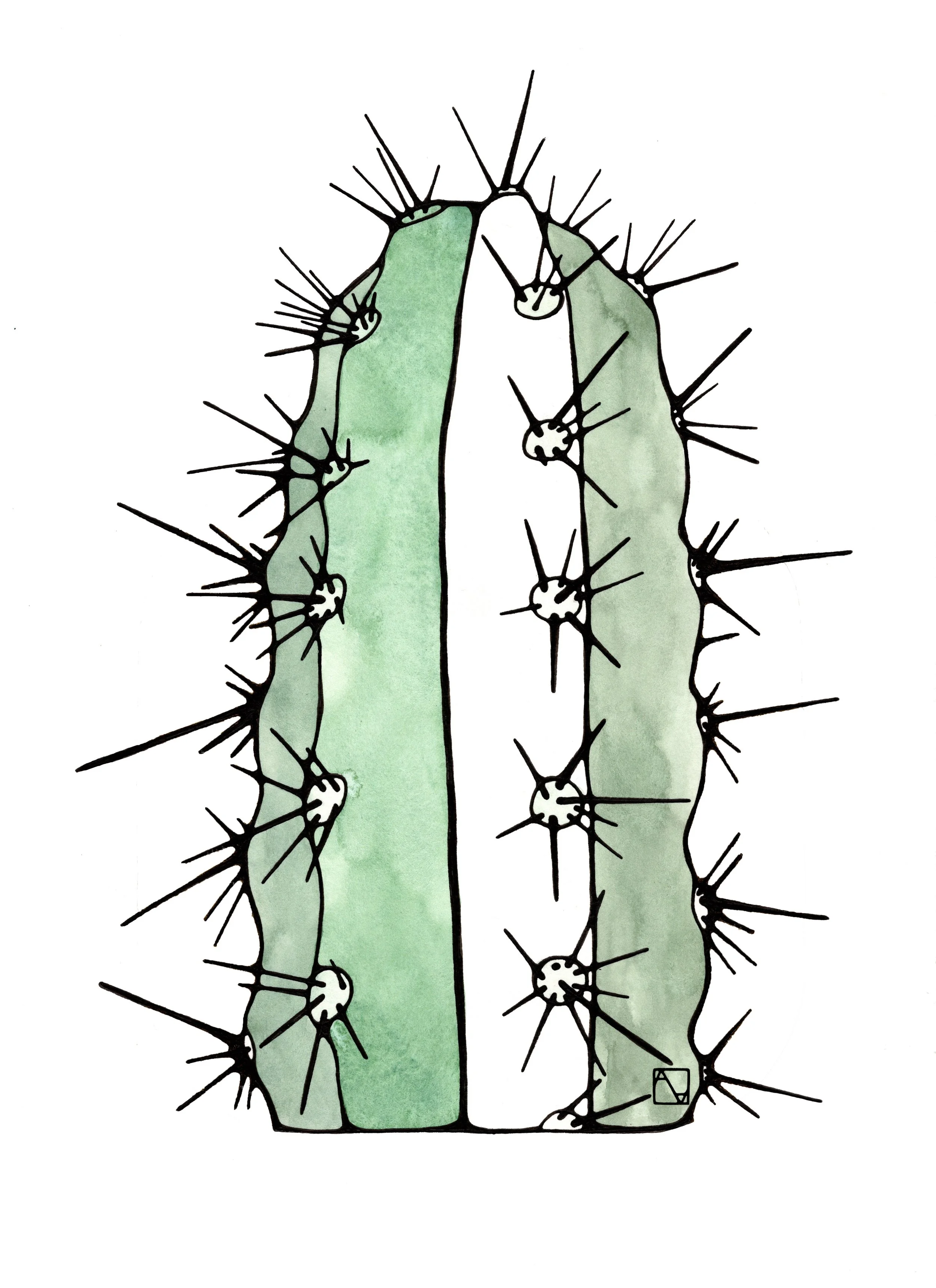cactus.jpg