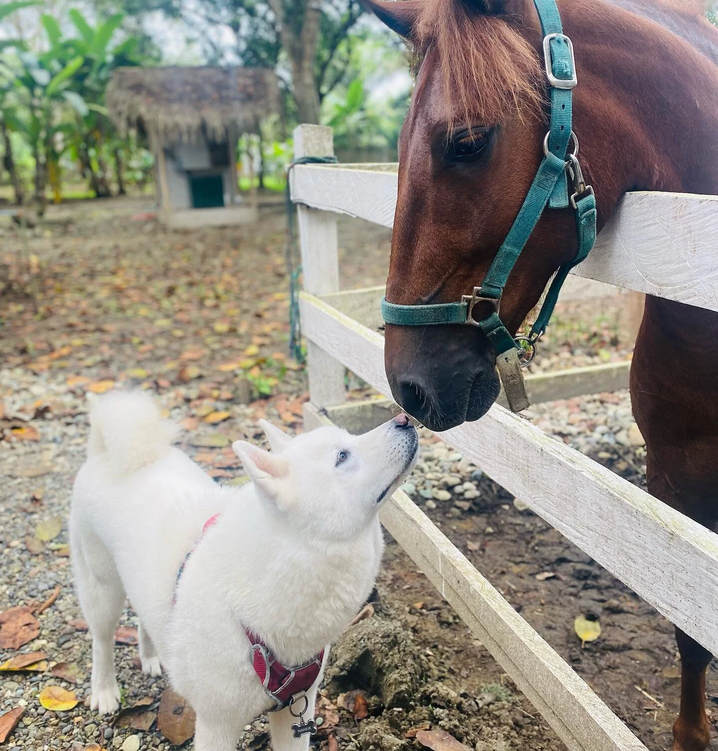 No loss of love here ❤️ Sunday mornings at La Cosecha are truly the fuel that keeps us @abcayampe and @villaslosolivos going all week to make the @lacosechakids dream a reality.  #ayampe #ecuador🇪🇨 #manabi