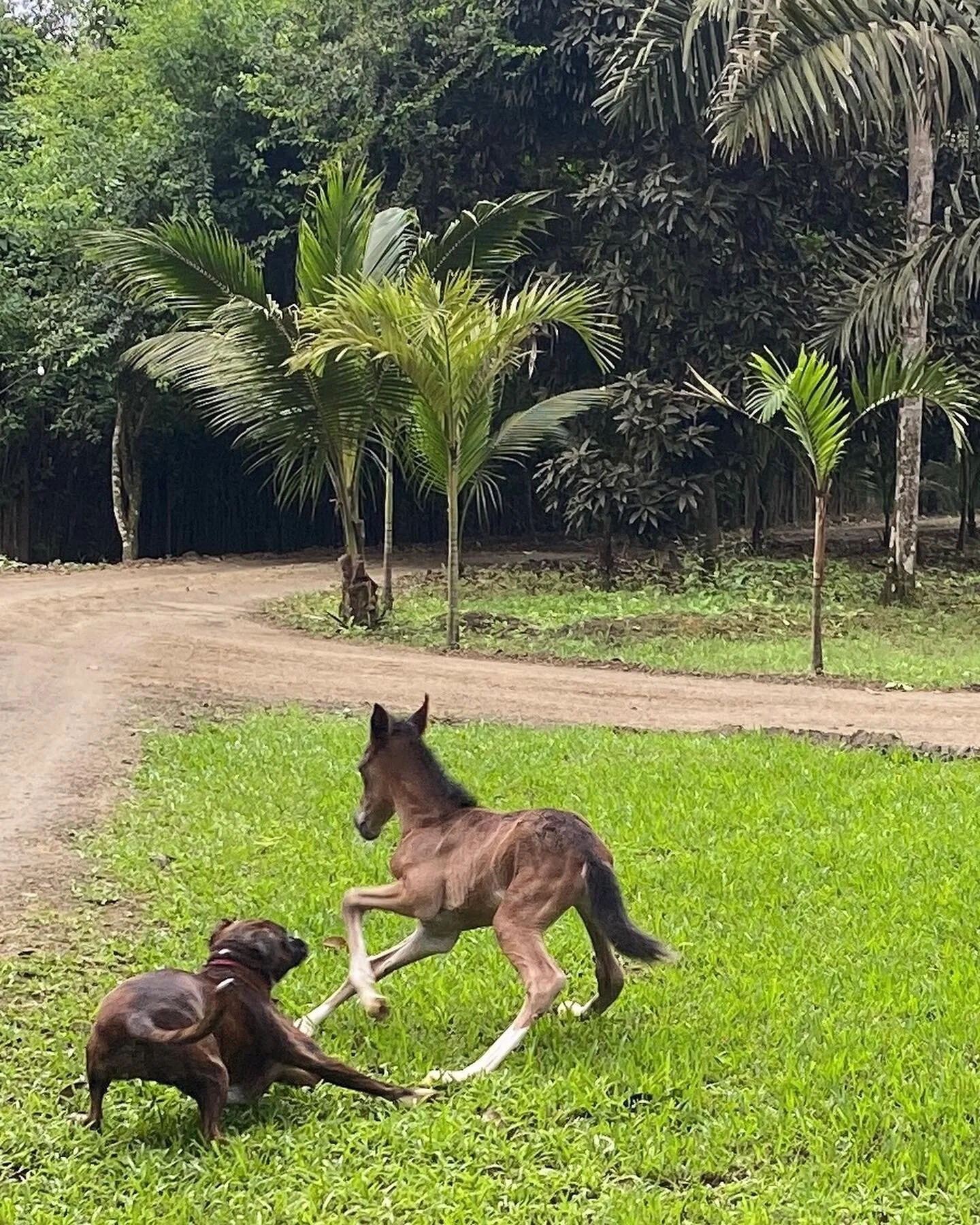 Lil&rsquo; Toki! Only 4 days old and already brought so much joy to our lives. Today he left the stable and met his new family&hellip; his grandma, uncle, sister, the cows, they were so excited to finally meet him, but his favorite was Kaiyo our boxe