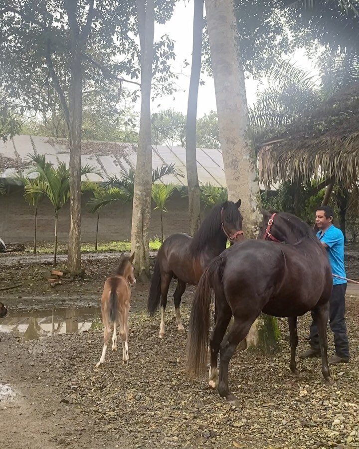 Toki met his daddy today❤️ but his daddy was a lot more excited to see mommy than him!  #peruvianhorse #meetingdaddy #ayampe #manabi #abcayampe #villaslosolivos #boxer